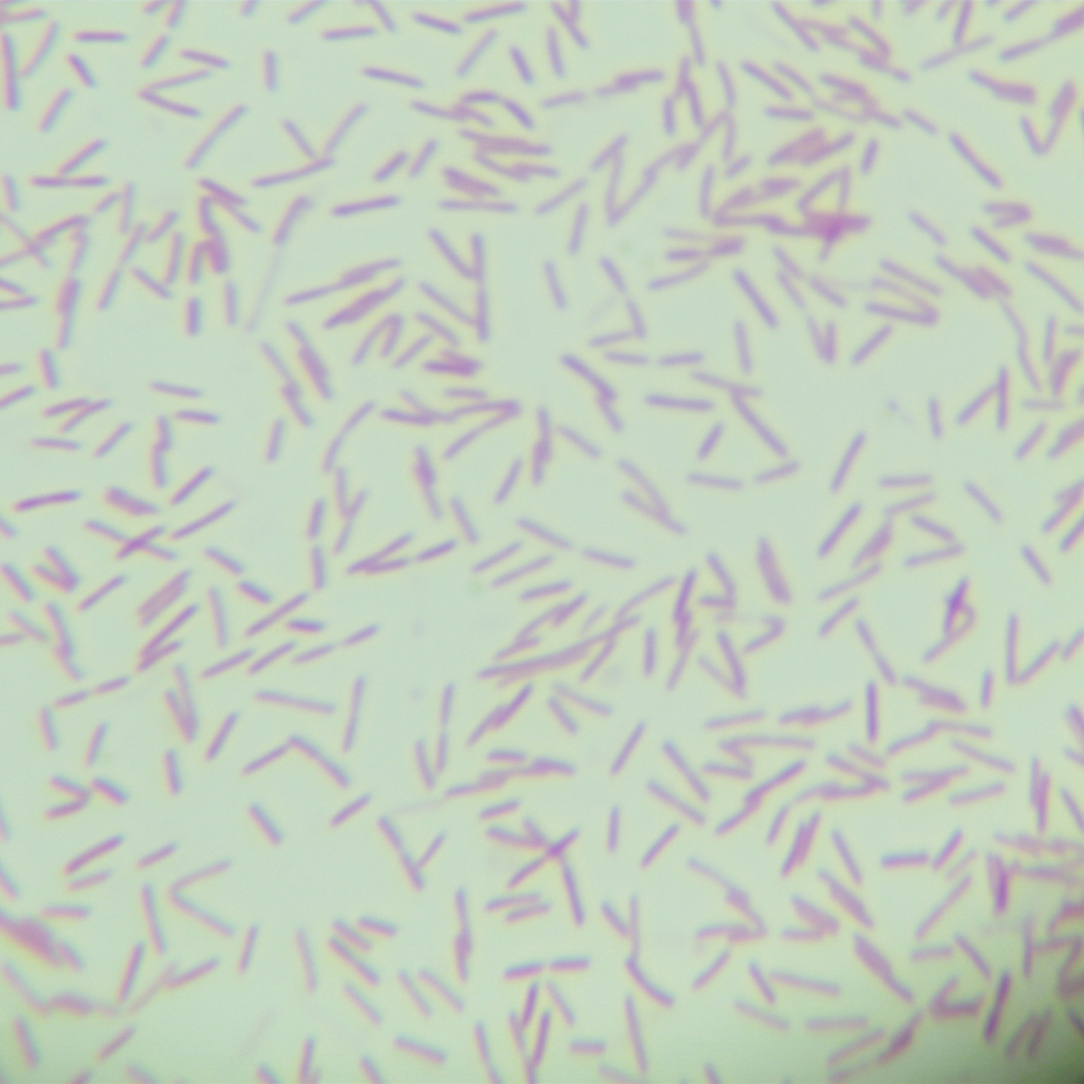 Trichomonas enterica-BNCC