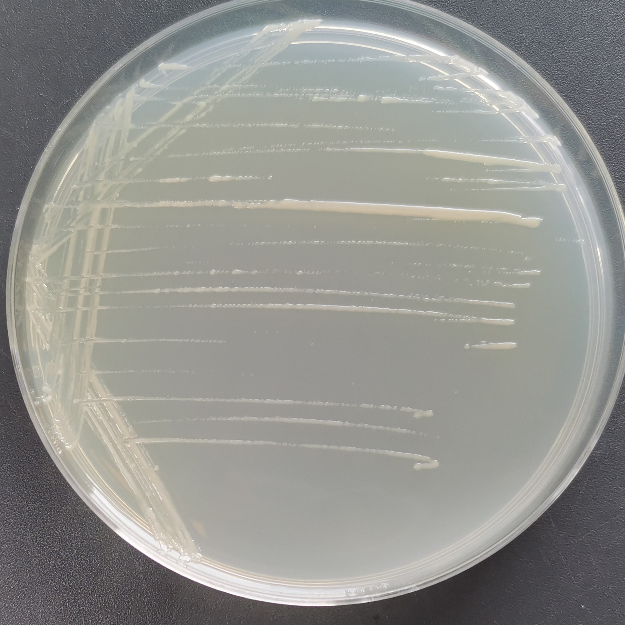 Marseille Microbacterium-BNCC
