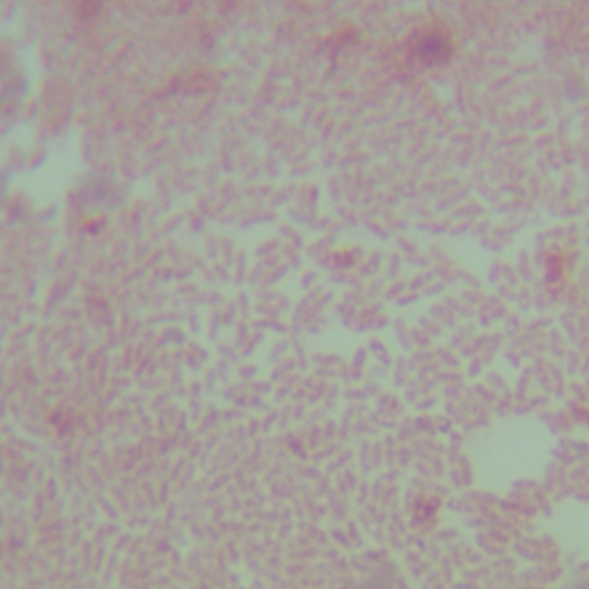 Marseille Microbacterium-BNCC