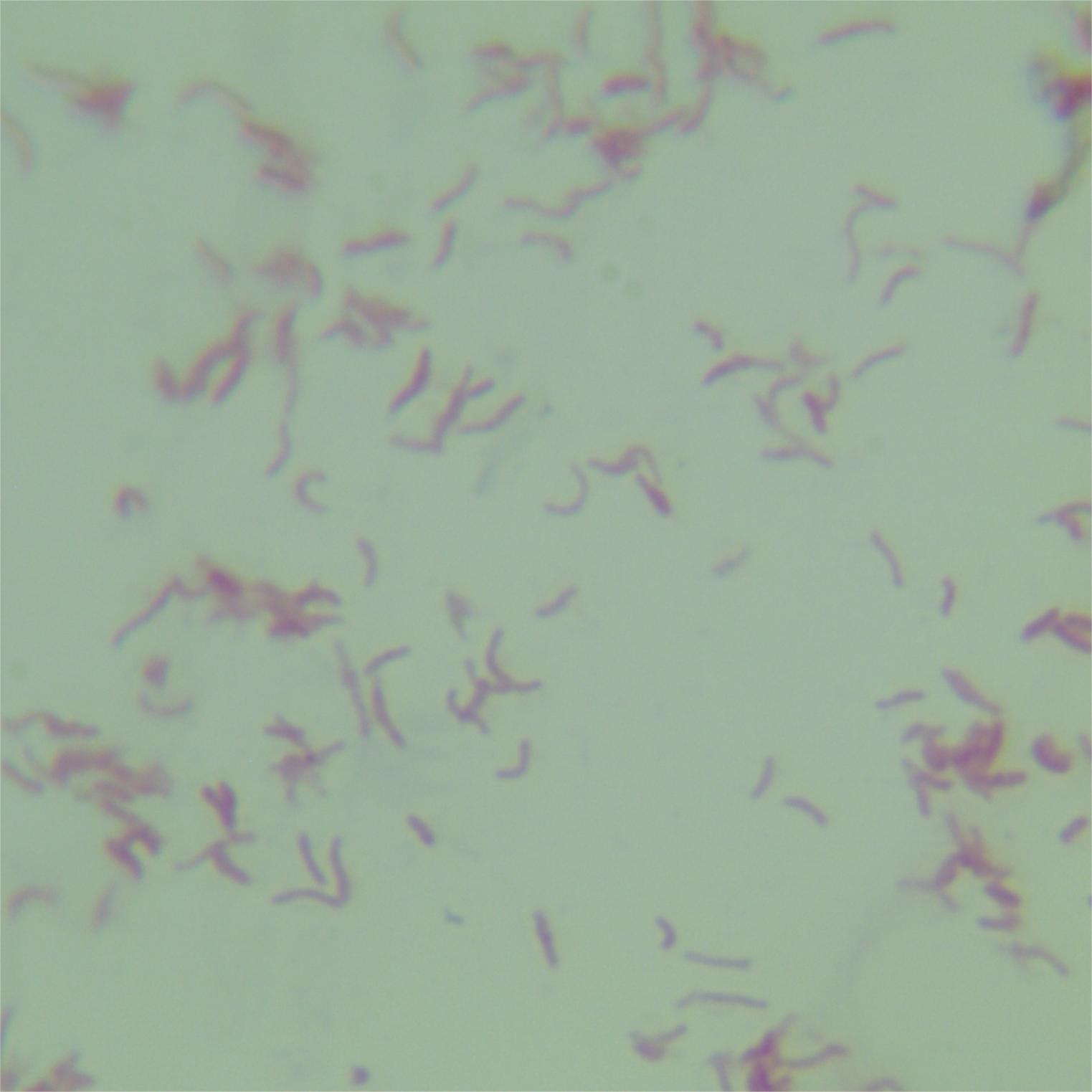 Vibrio aerogenes-BNCC