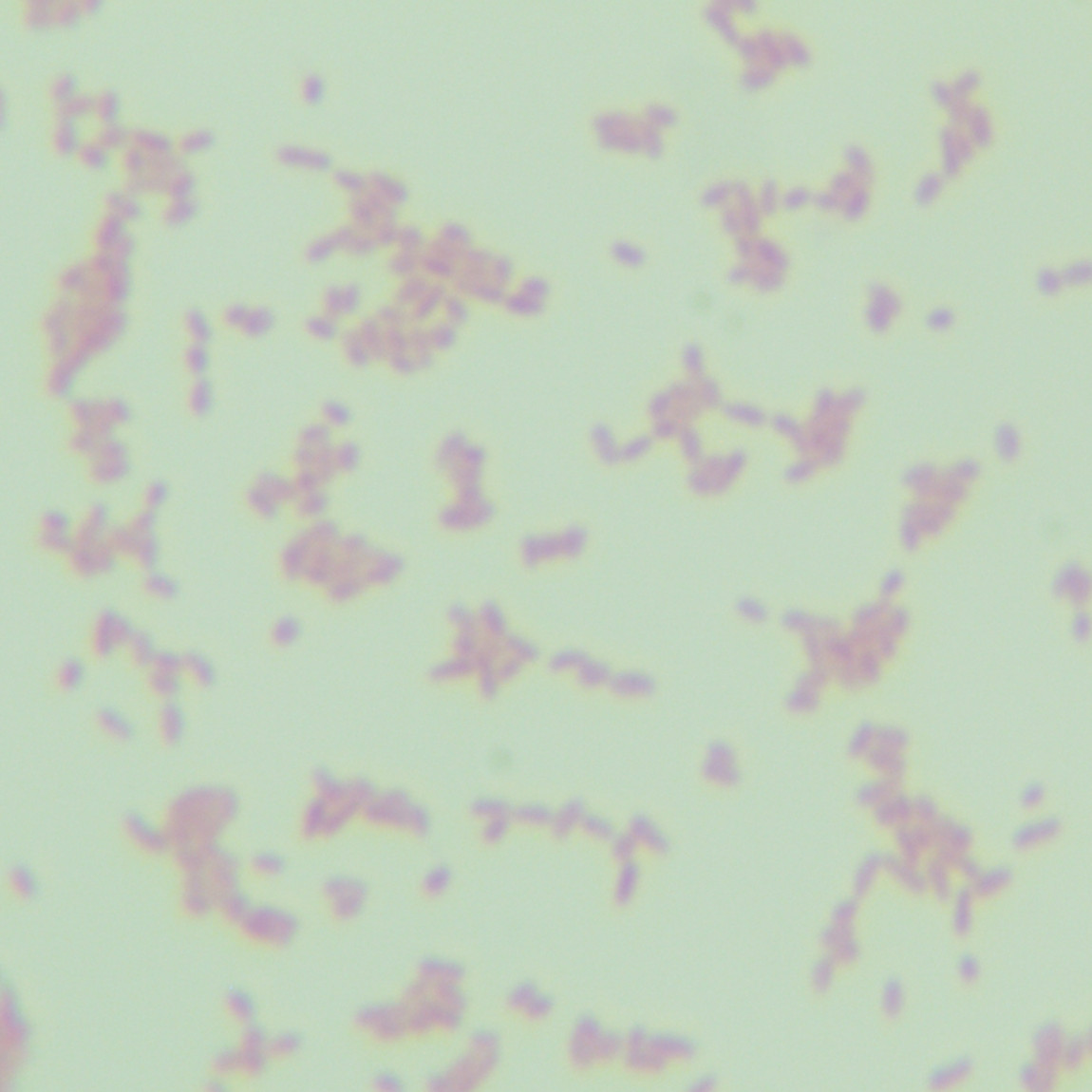 Fake Grignard Brucella-BNCC