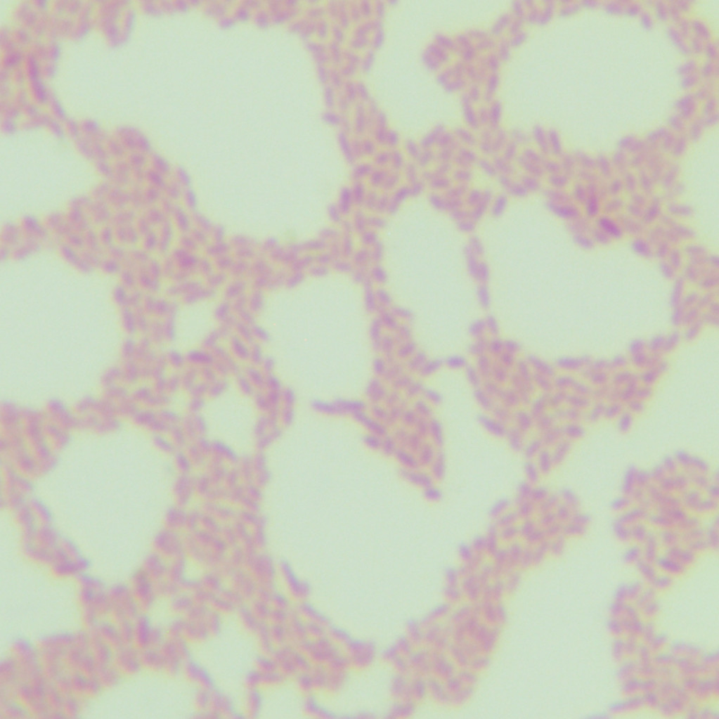 Brucella pecoris-BNCC