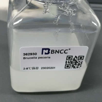 Brucella pecoris-BNCC