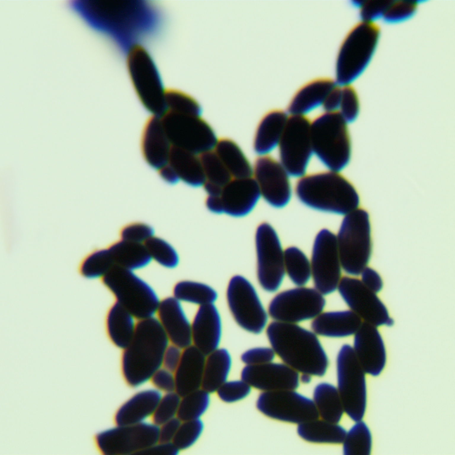 Kudri Azwei Pichia pastoris-BNCC