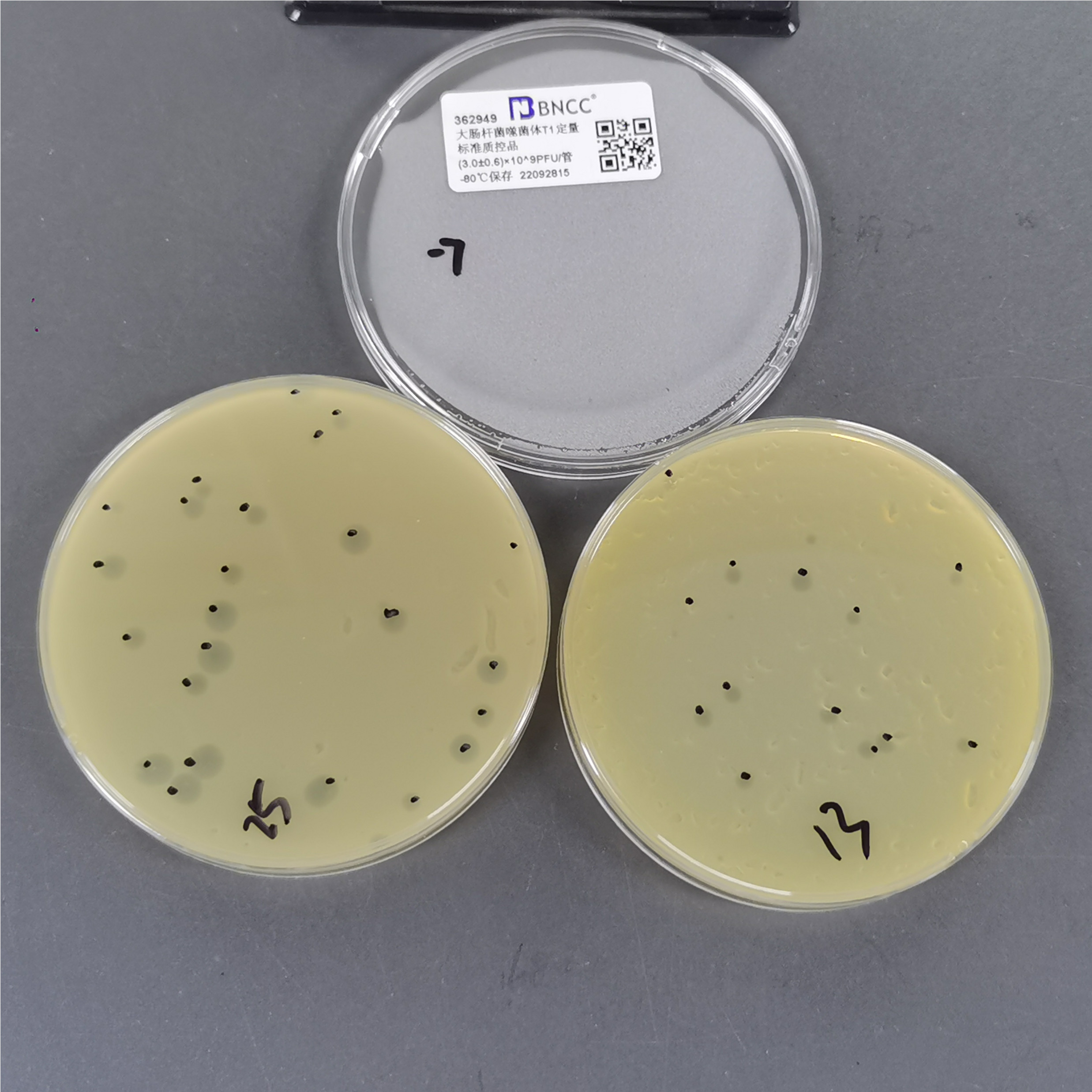 Escherichia coli phage T1 quantitative standard quality control material-BNCC