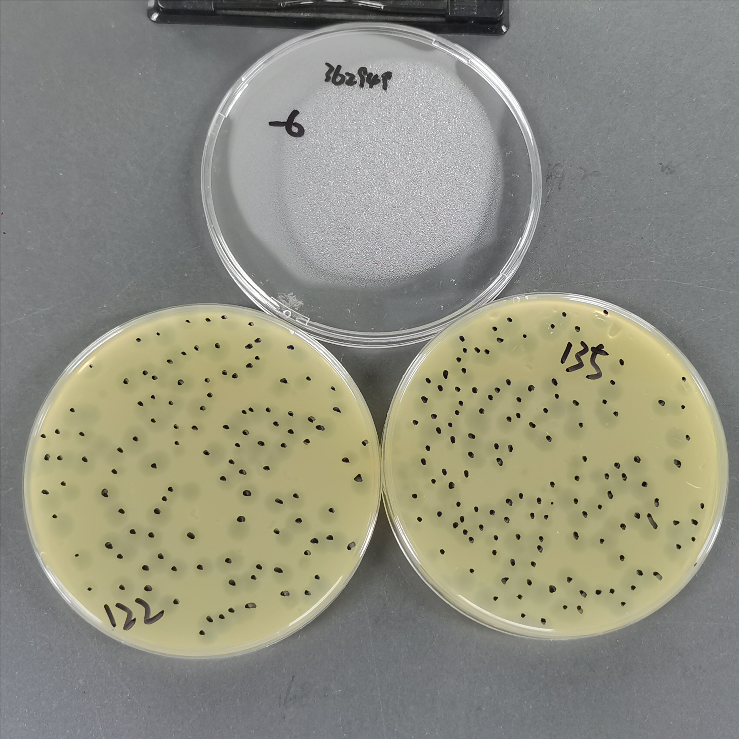 Escherichia coli phage T1 quantitative standard quality control material-BNCC