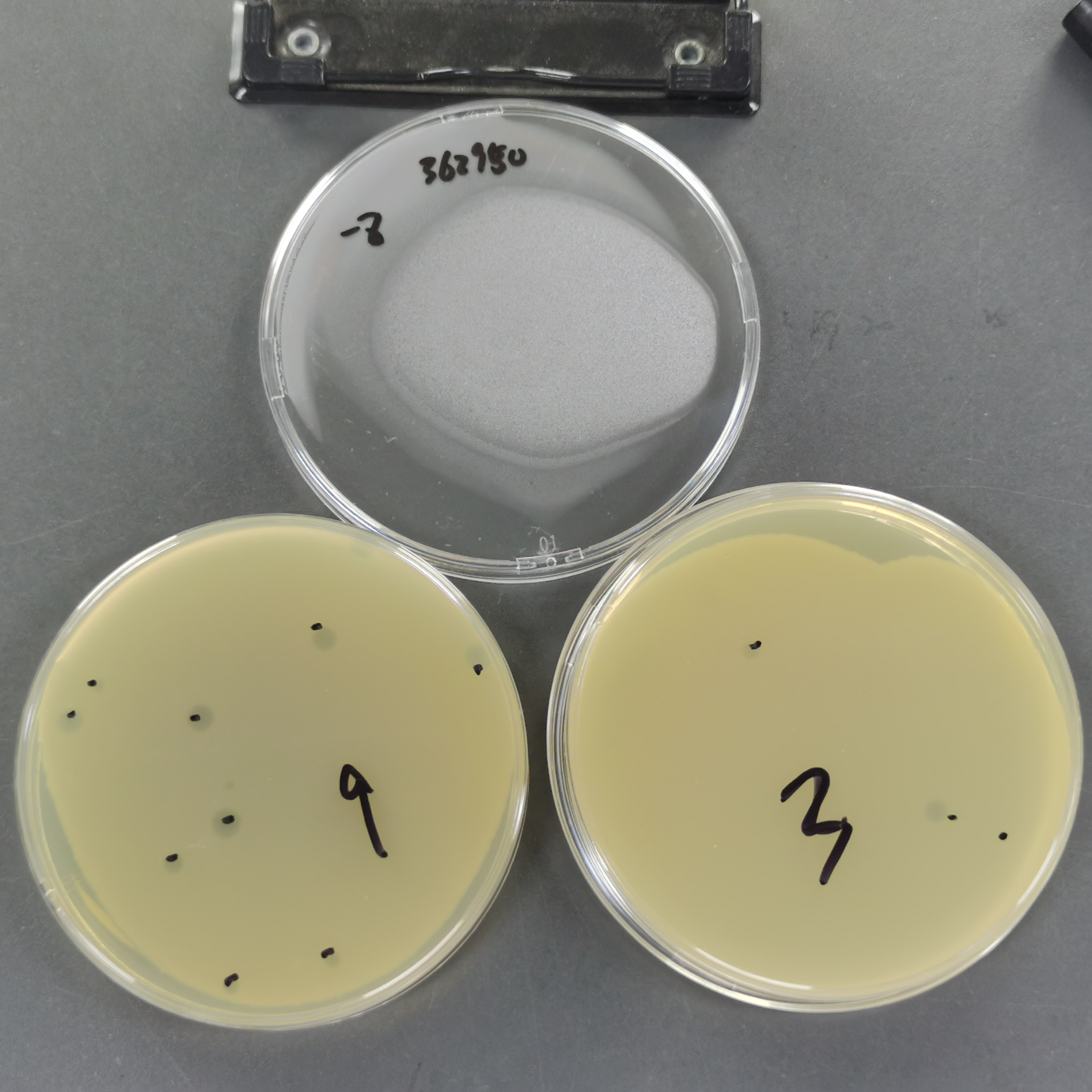 Escherichia coli phage T1 quantitative standard quality control material-BNCC
