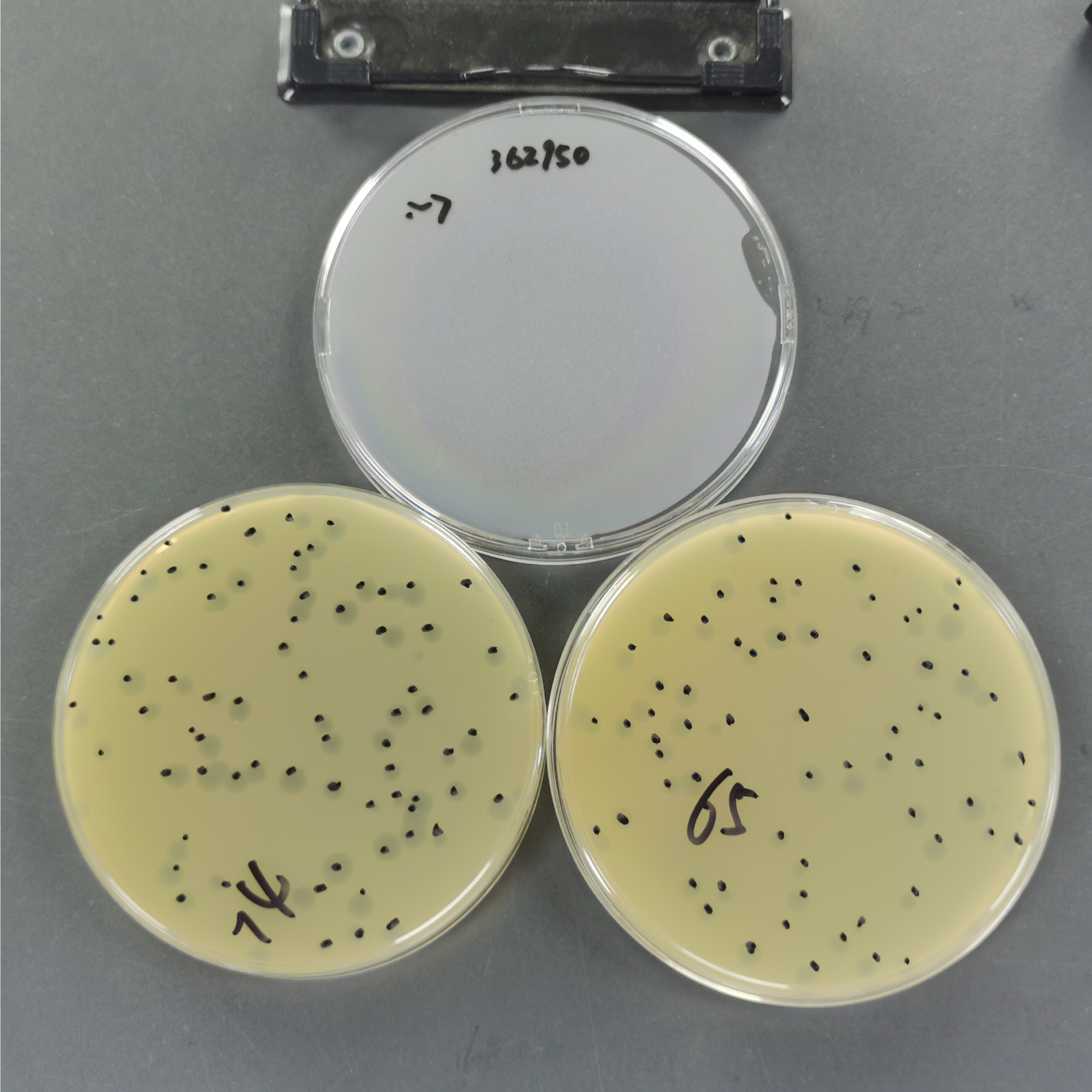 Escherichia coli phage T1 quantitative standard quality control material-BNCC