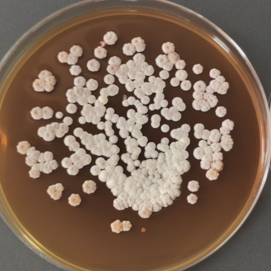 Streptomyces cinerea-BNCC