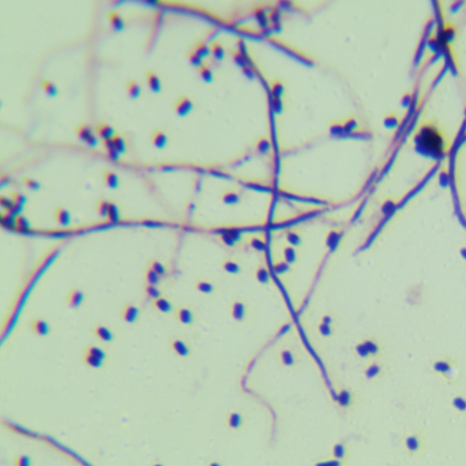 Streptomyces cinerea-BNCC