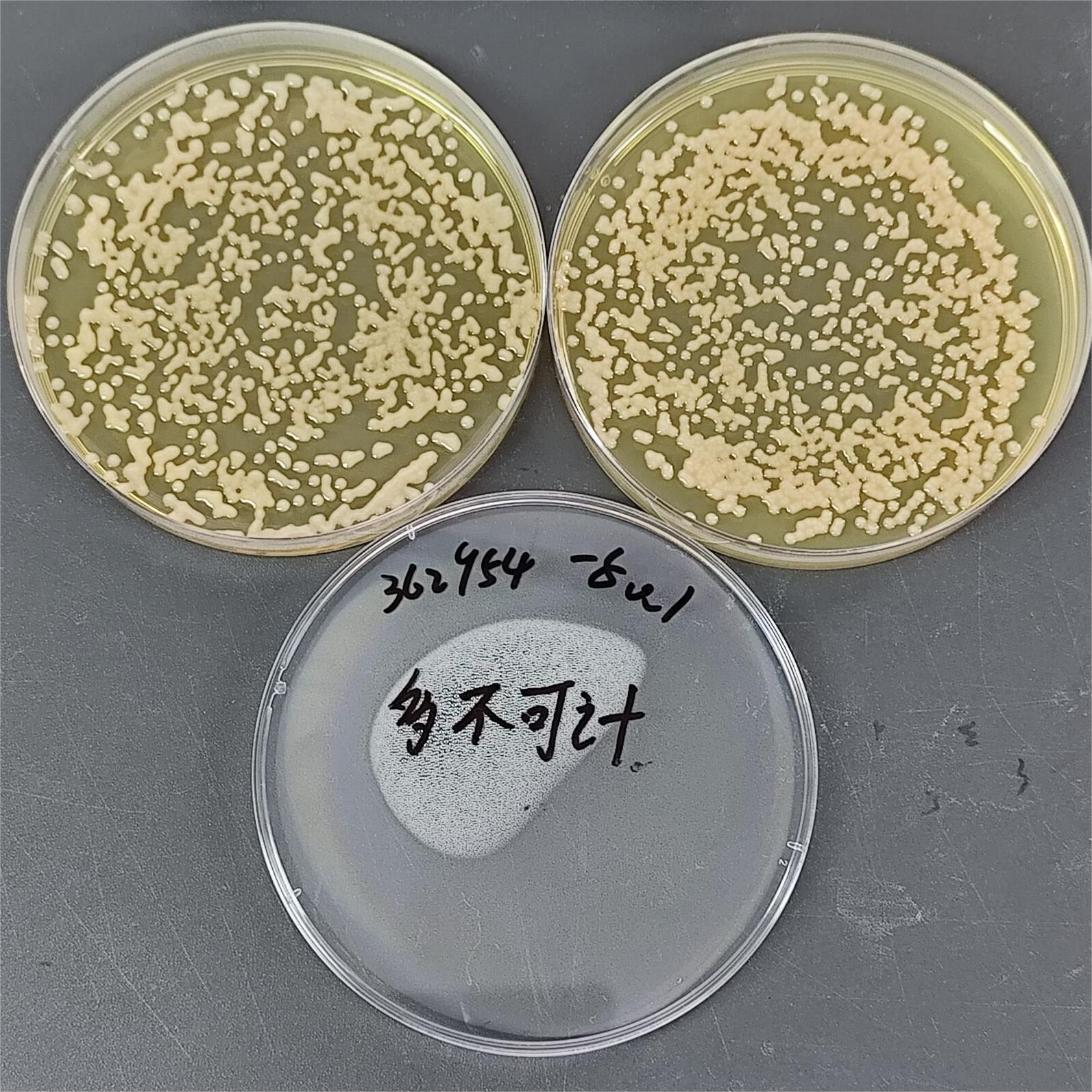 Intermediate Brucella-BNCC