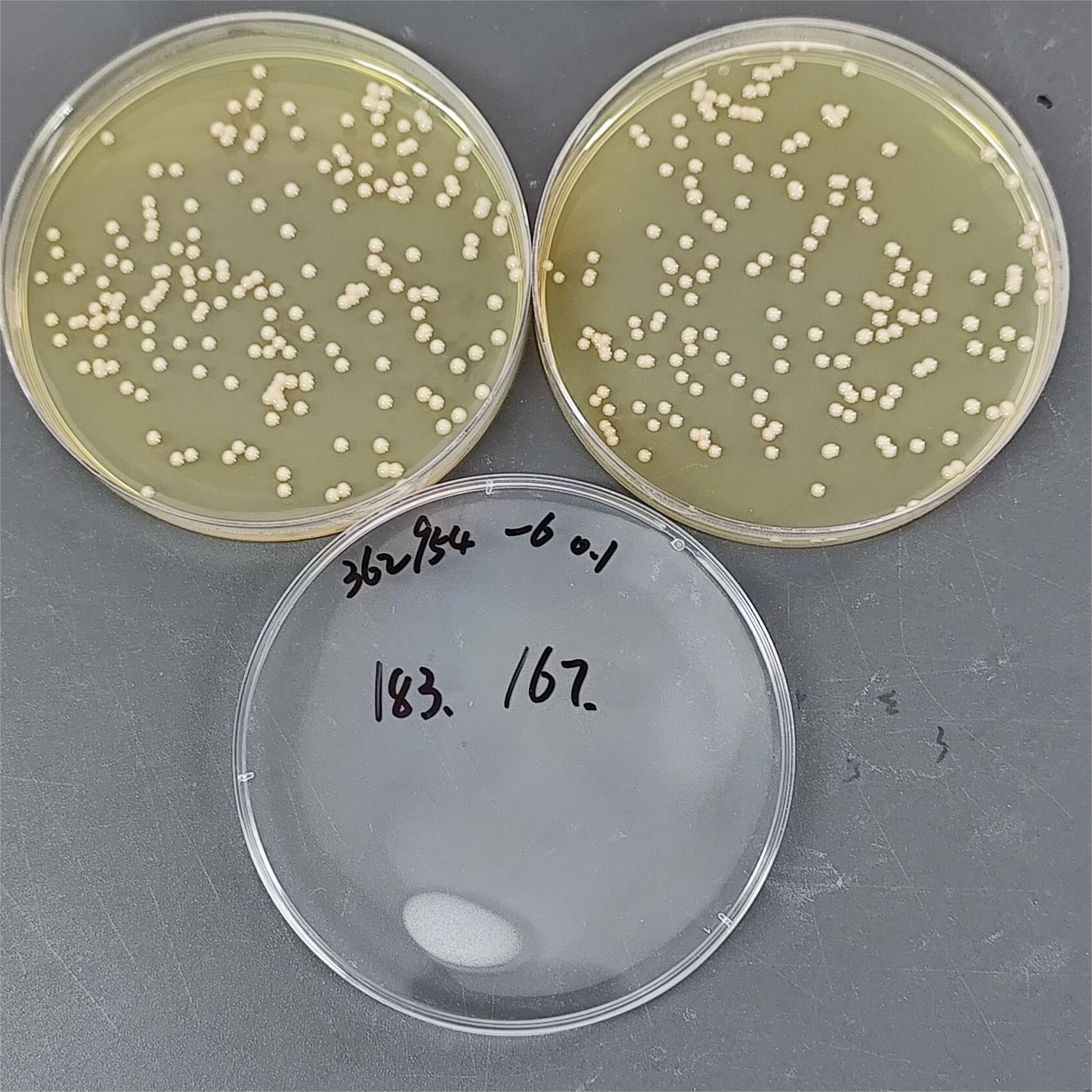Intermediate Brucella-BNCC