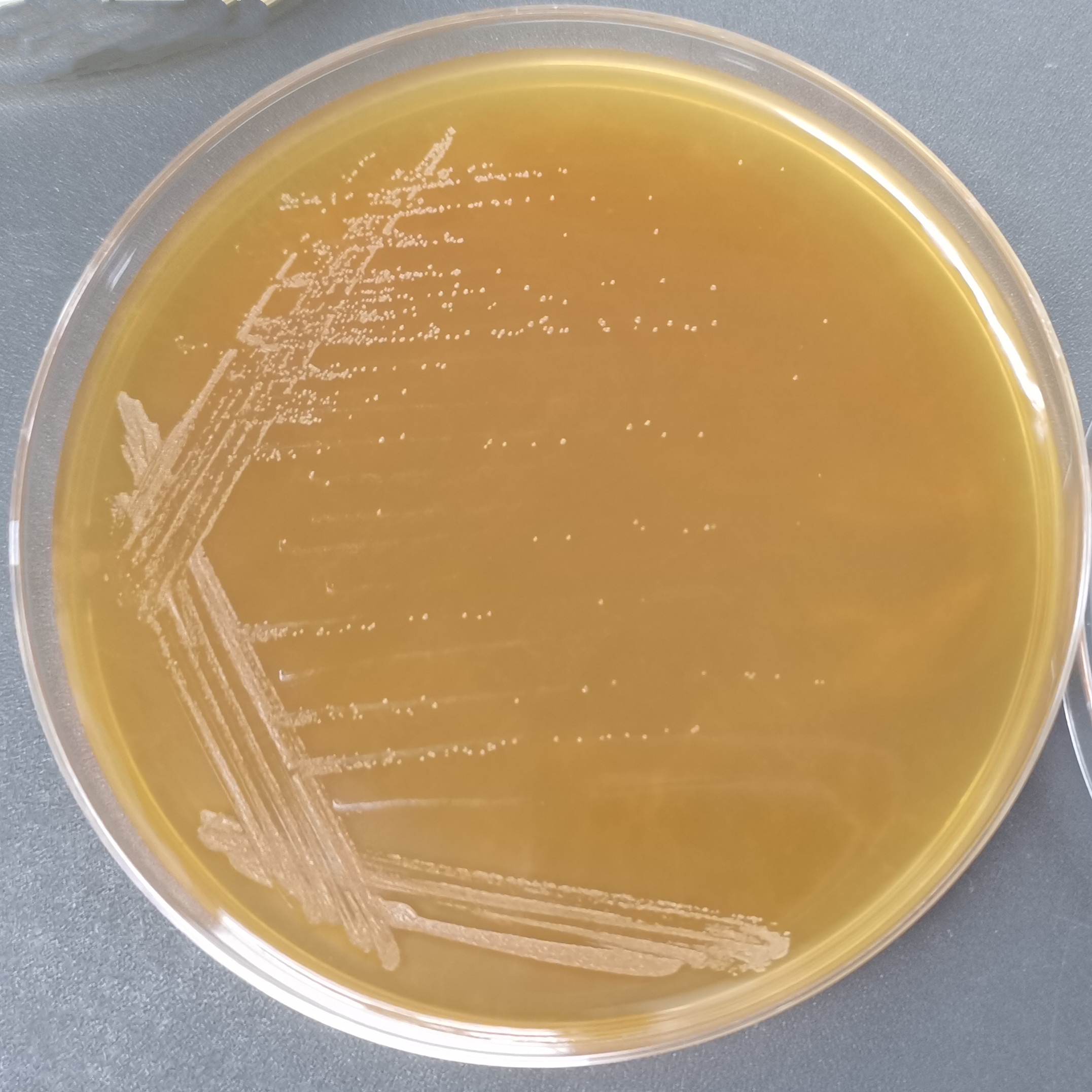 Acetobacter Pasteurella-BNCC