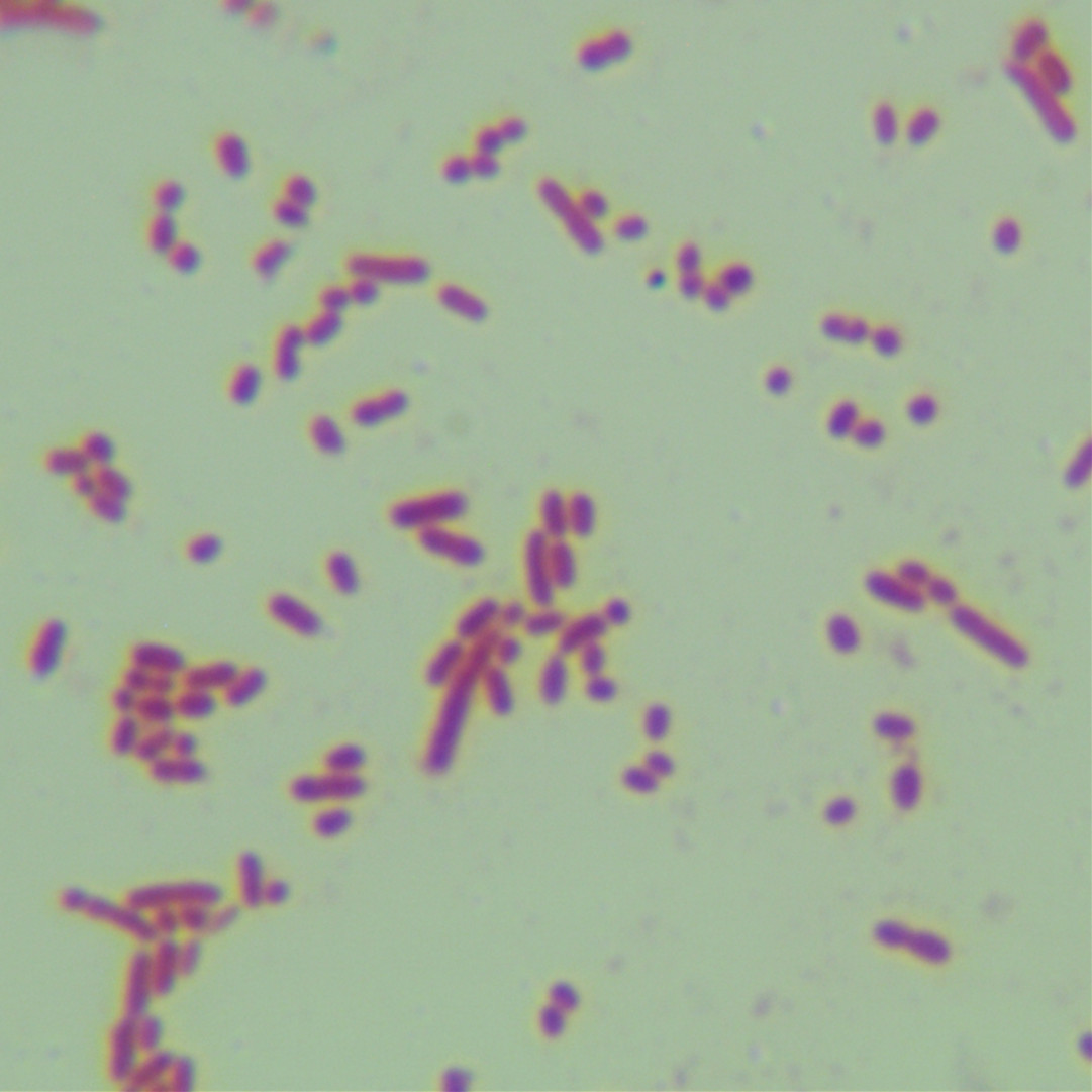 Acetobacter Pasteurella-BNCC