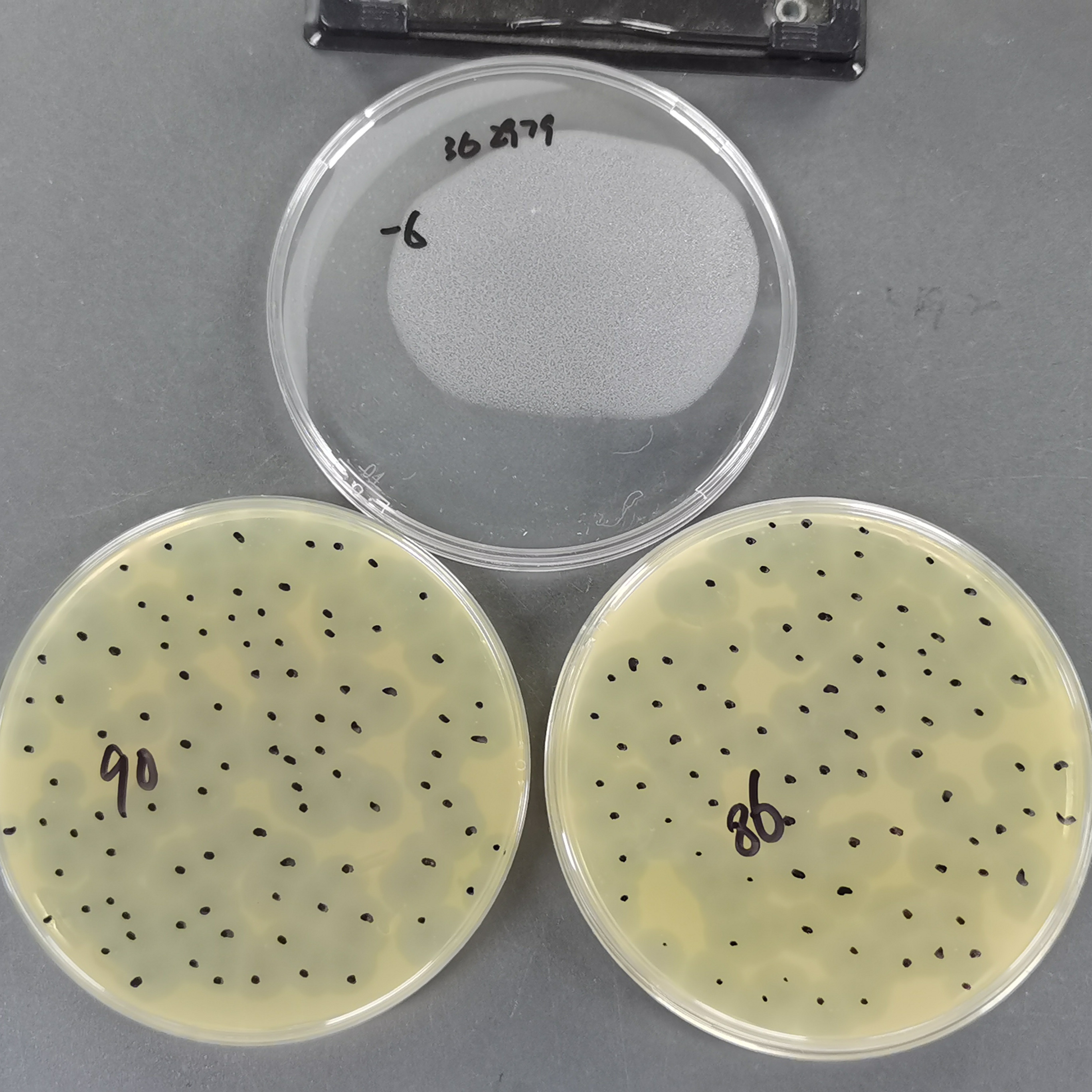Quantitative standard quality control of Escherichia coli bacteriophage T7-BNCC