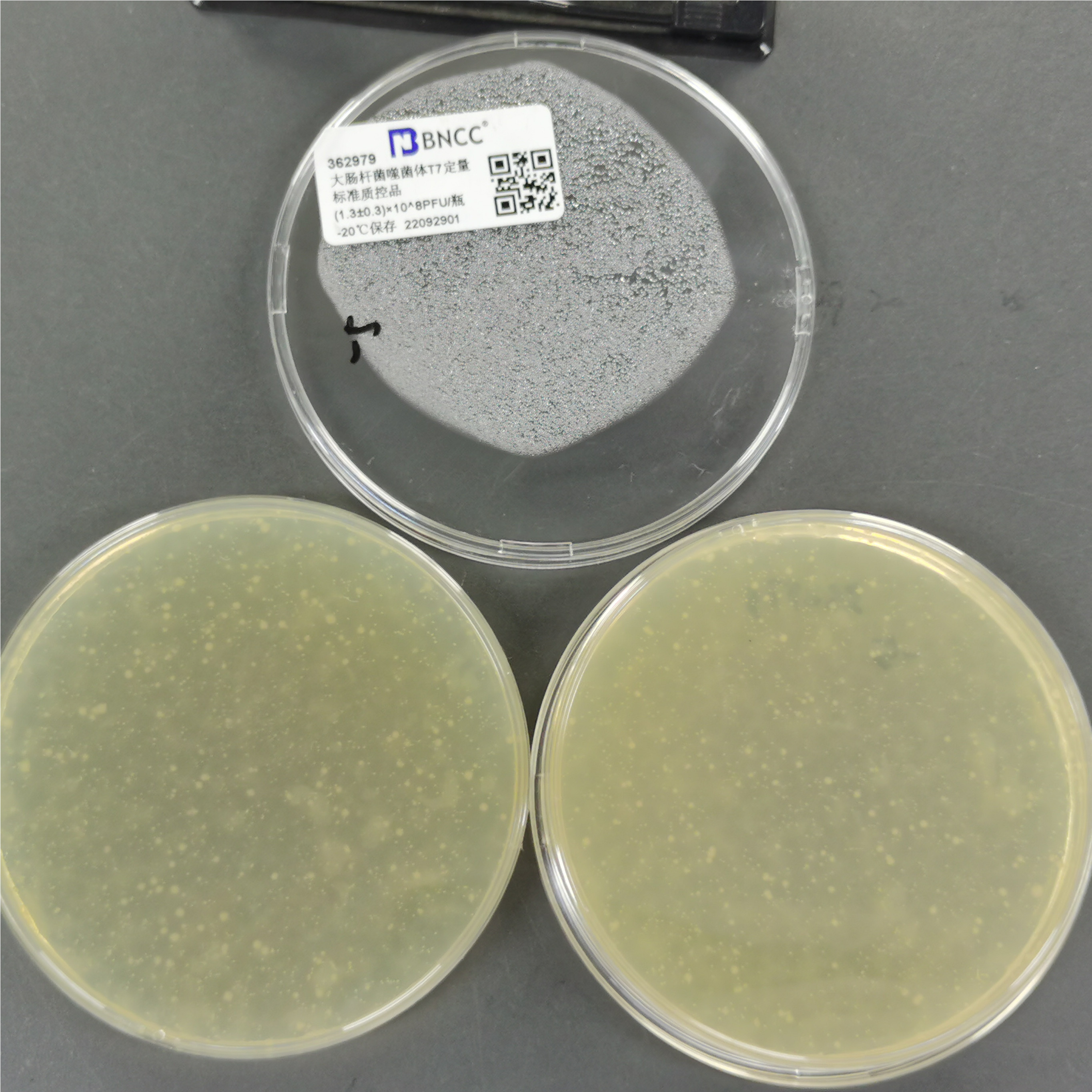 Quantitative standard quality control of Escherichia coli bacteriophage T7-BNCC
