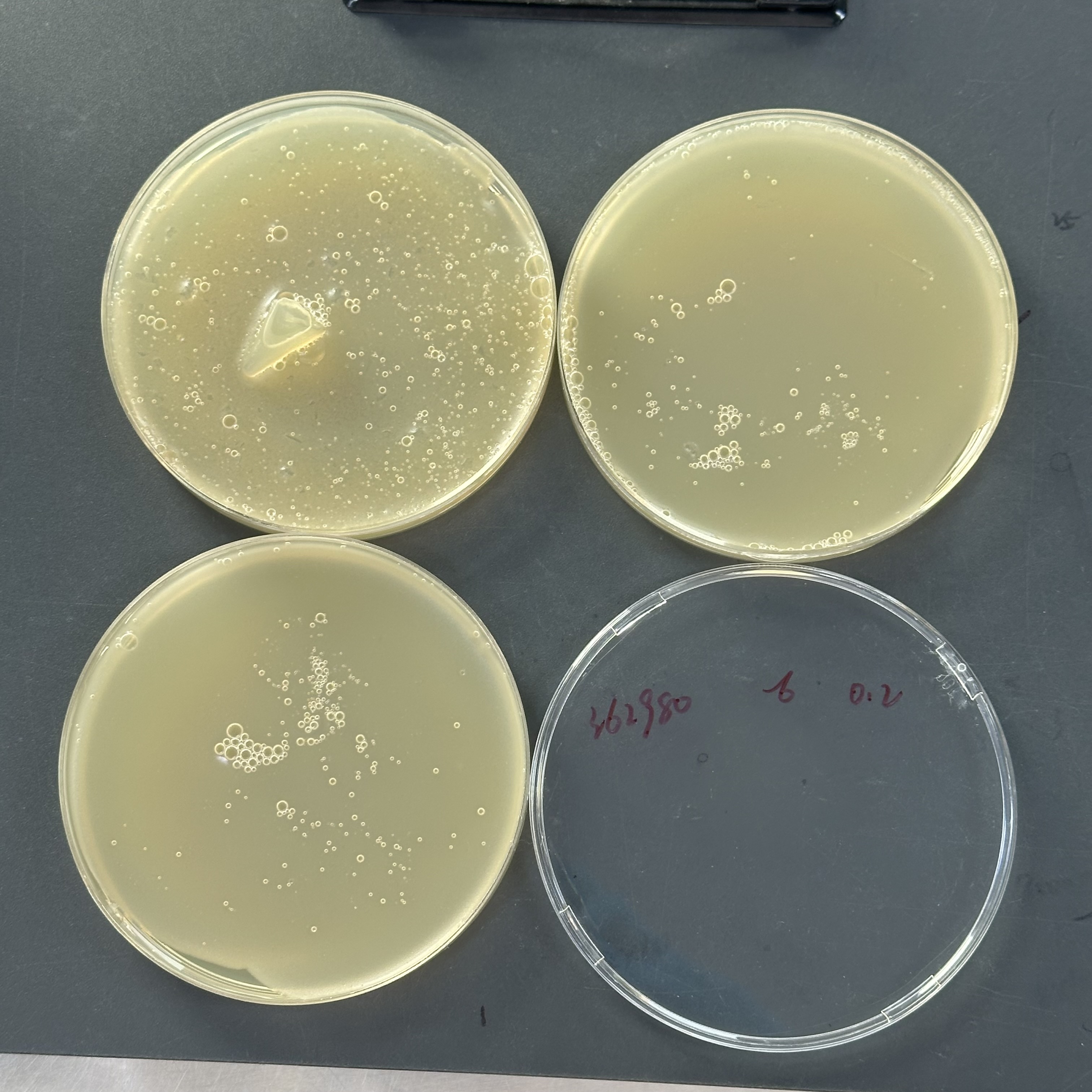 E. coli Phage PhiX 174 Quantitative Standard Quality Control Material-BNCC