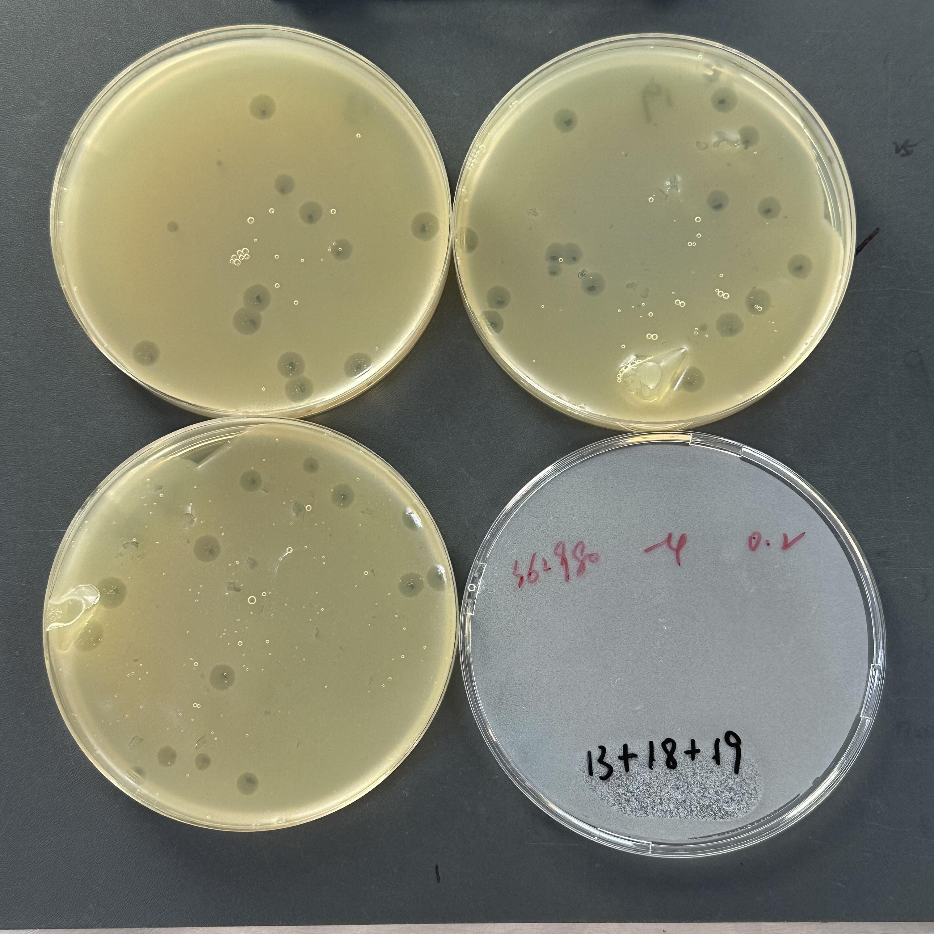 E. coli Phage PhiX 174 Quantitative Standard Quality Control Material-BNCC