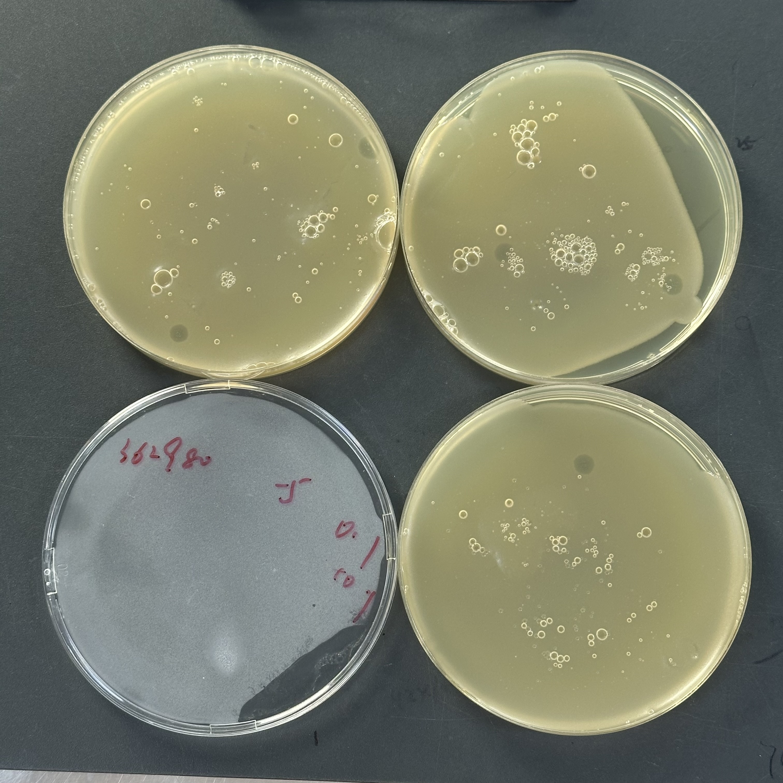 E. coli Phage PhiX 174 Quantitative Standard Quality Control Material-BNCC