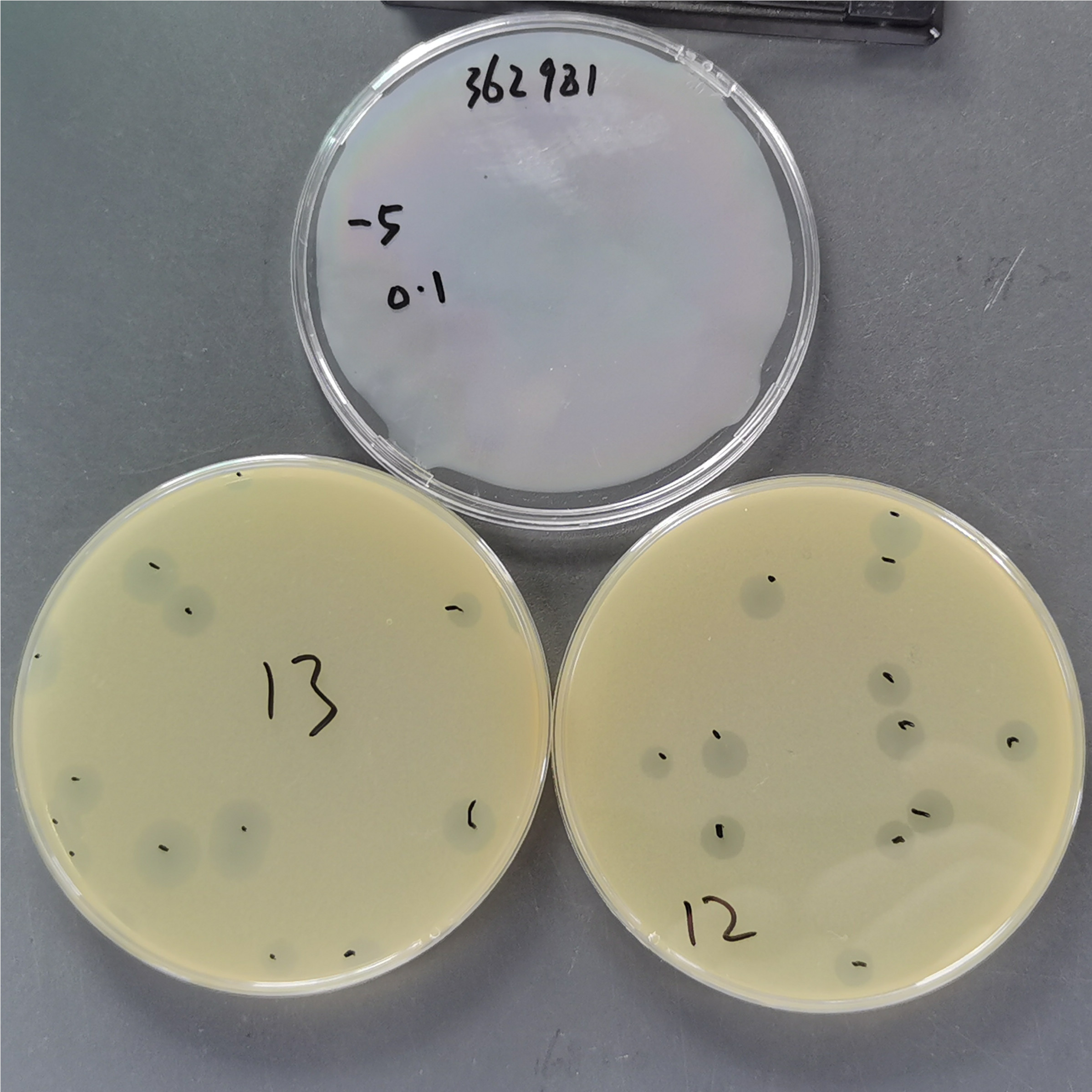 Quantitative standard quality control of Escherichia coli phage PhiX174-BNCC