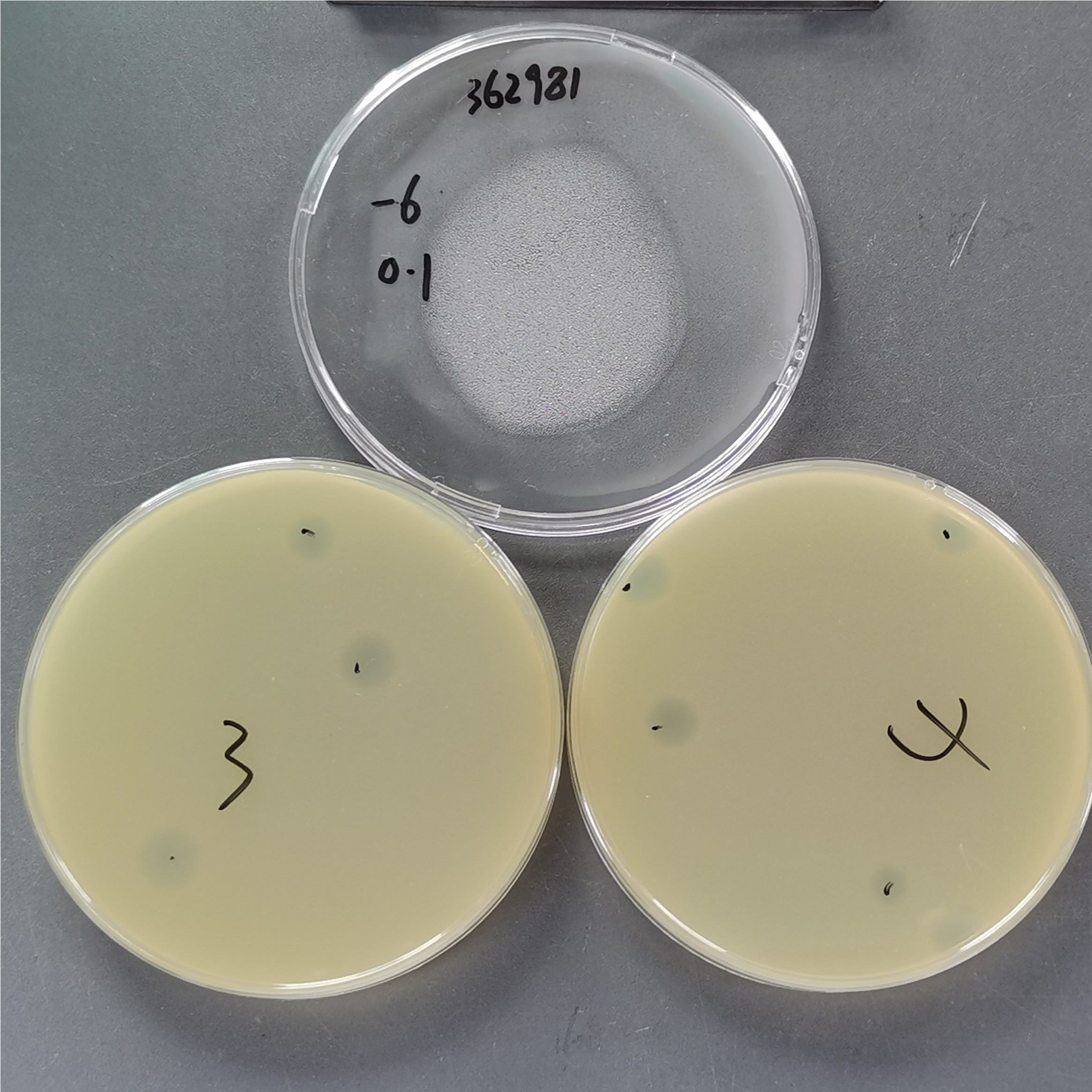 Quantitative standard quality control of Escherichia coli phage PhiX174-BNCC