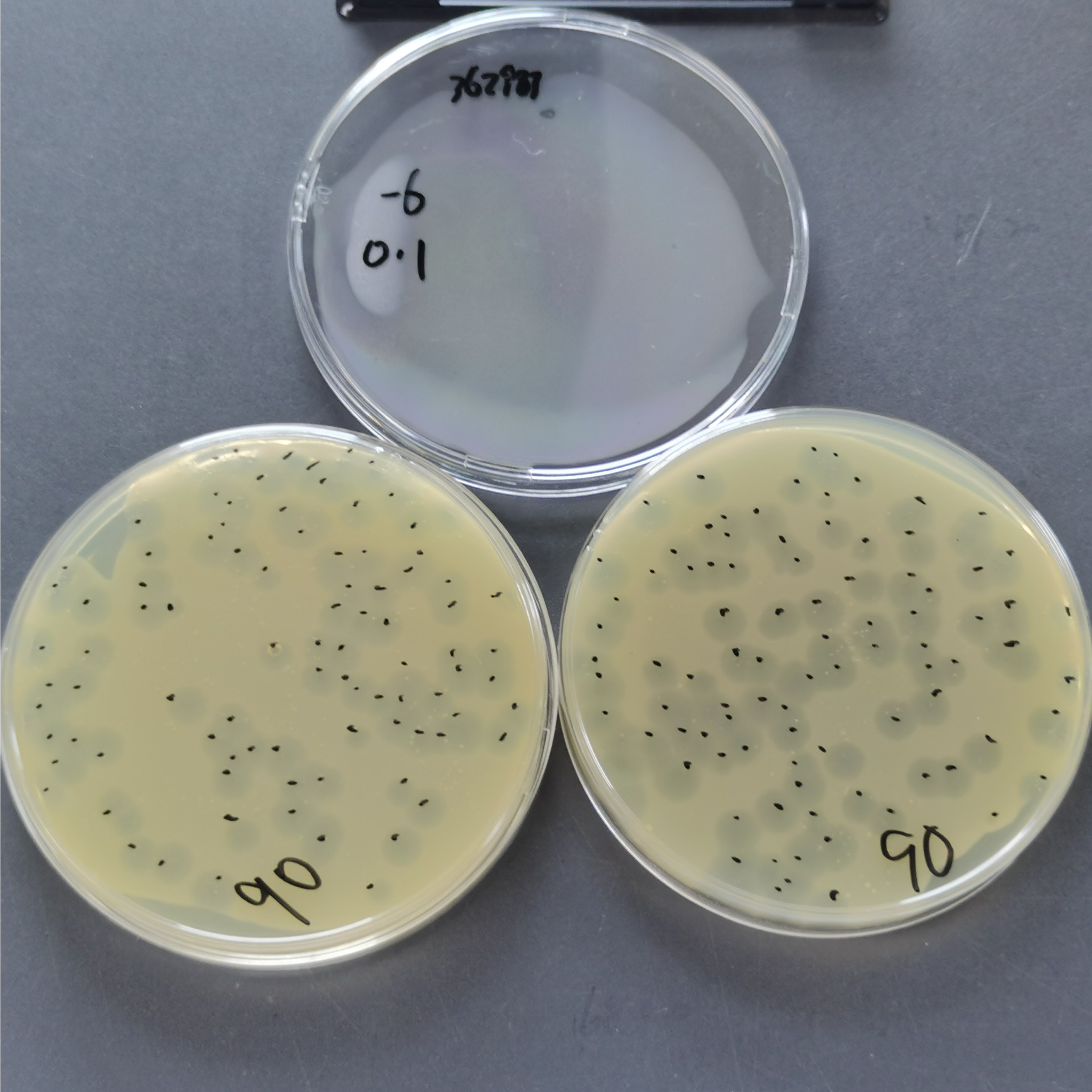 Quantitative standard quality control of Escherichia coli phage PhiX174-BNCC