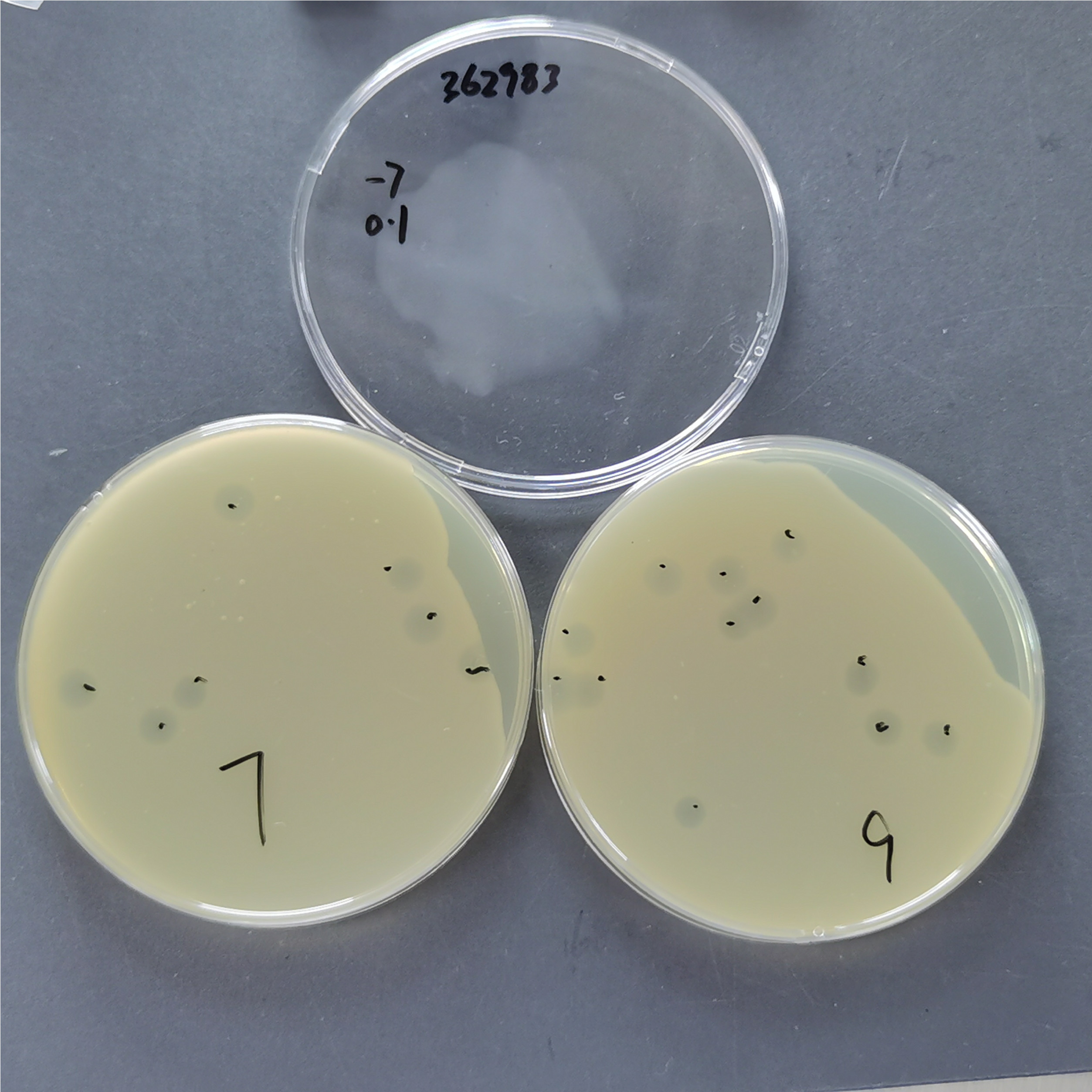 Quantitative standard quality control of Escherichia coli phage PhiX174-BNCC