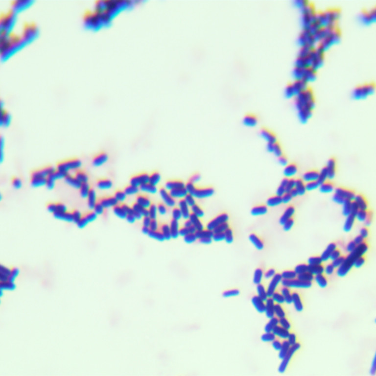 Lactobacillus rhamnosus-BNCC