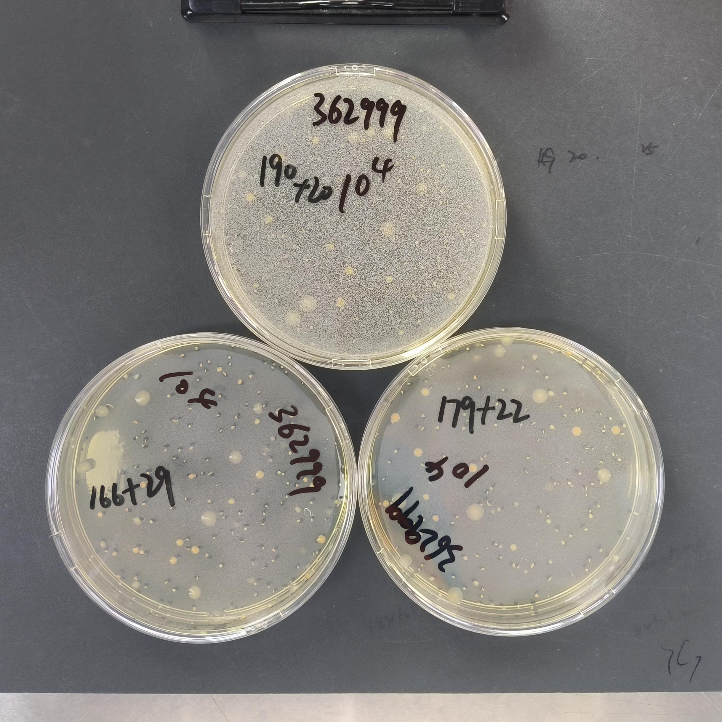 Total bacterial count standard substance in food-BNCC