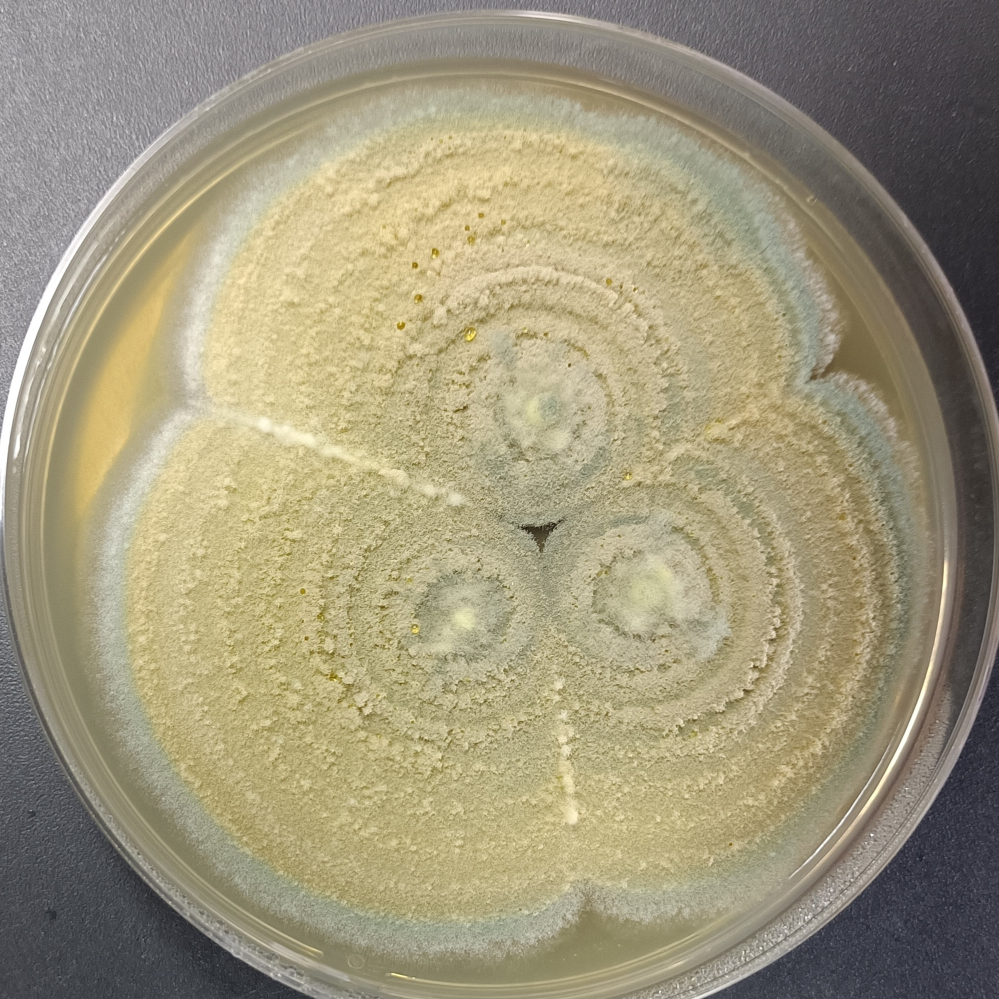 Penicillium expansum-BNCC