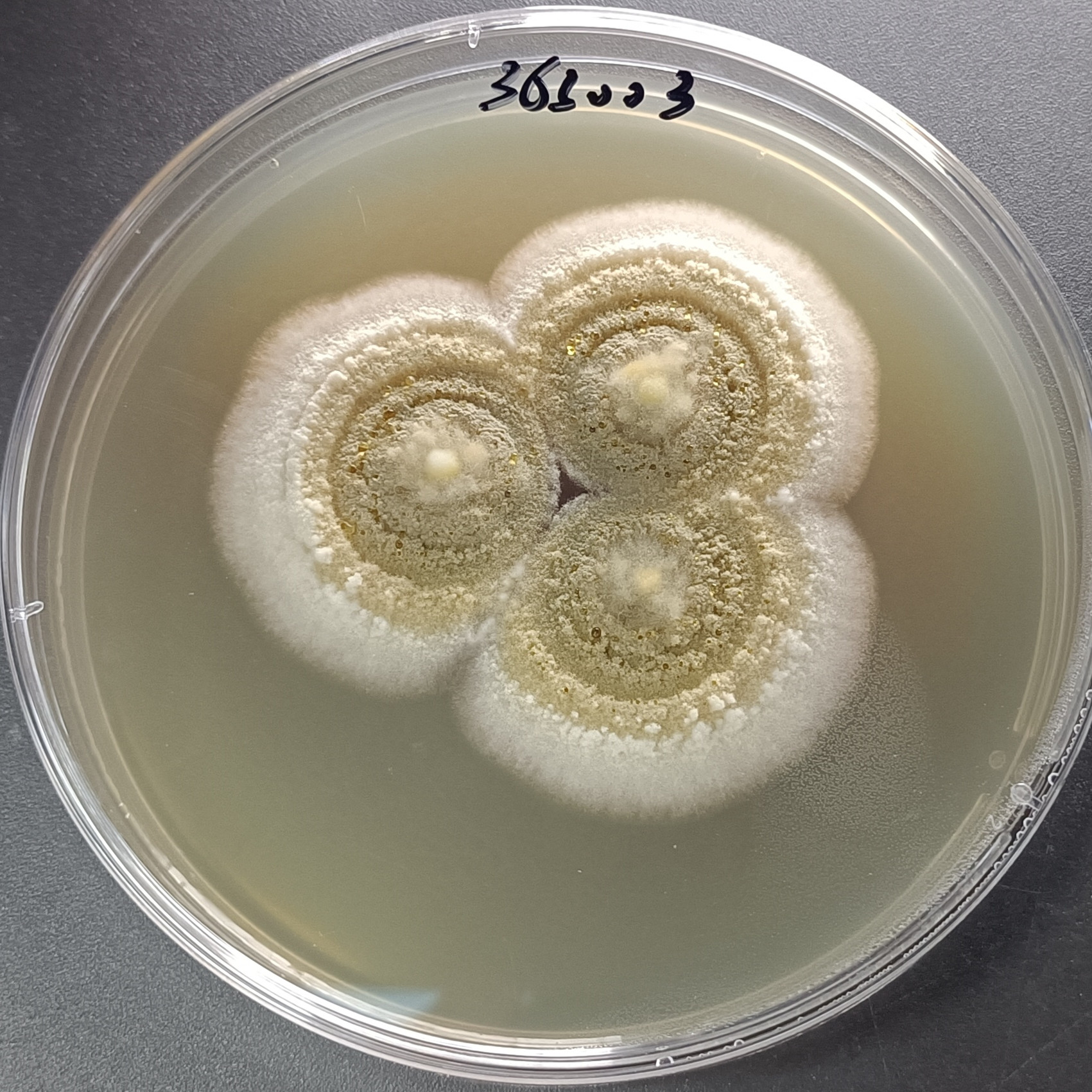 Penicillium expansum-BNCC