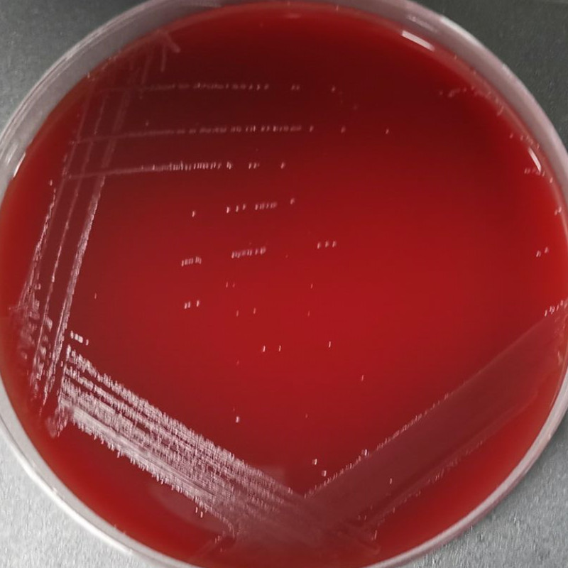 Marine mammal Streptococcus-BNCC