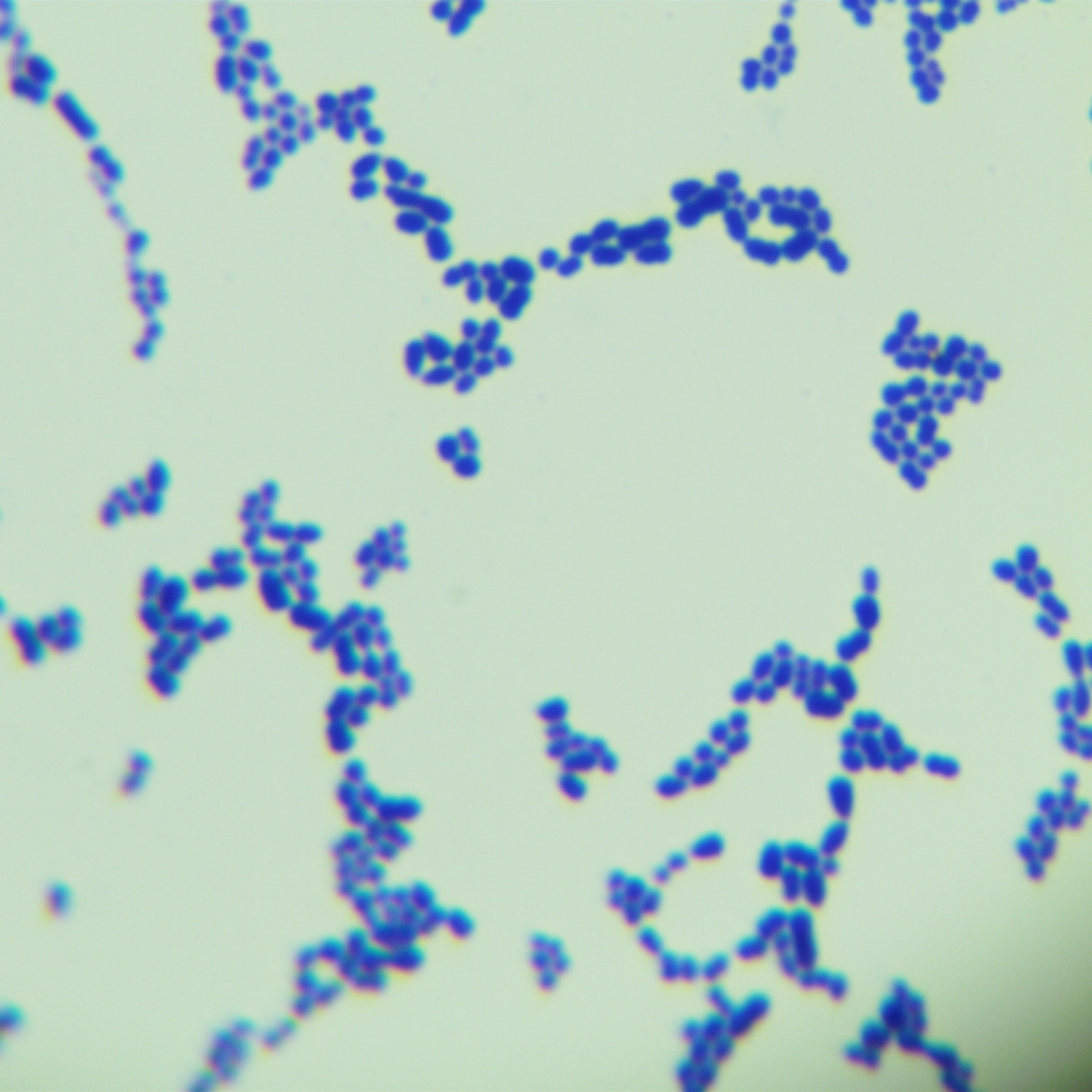 Marine mammal Streptococcus-BNCC