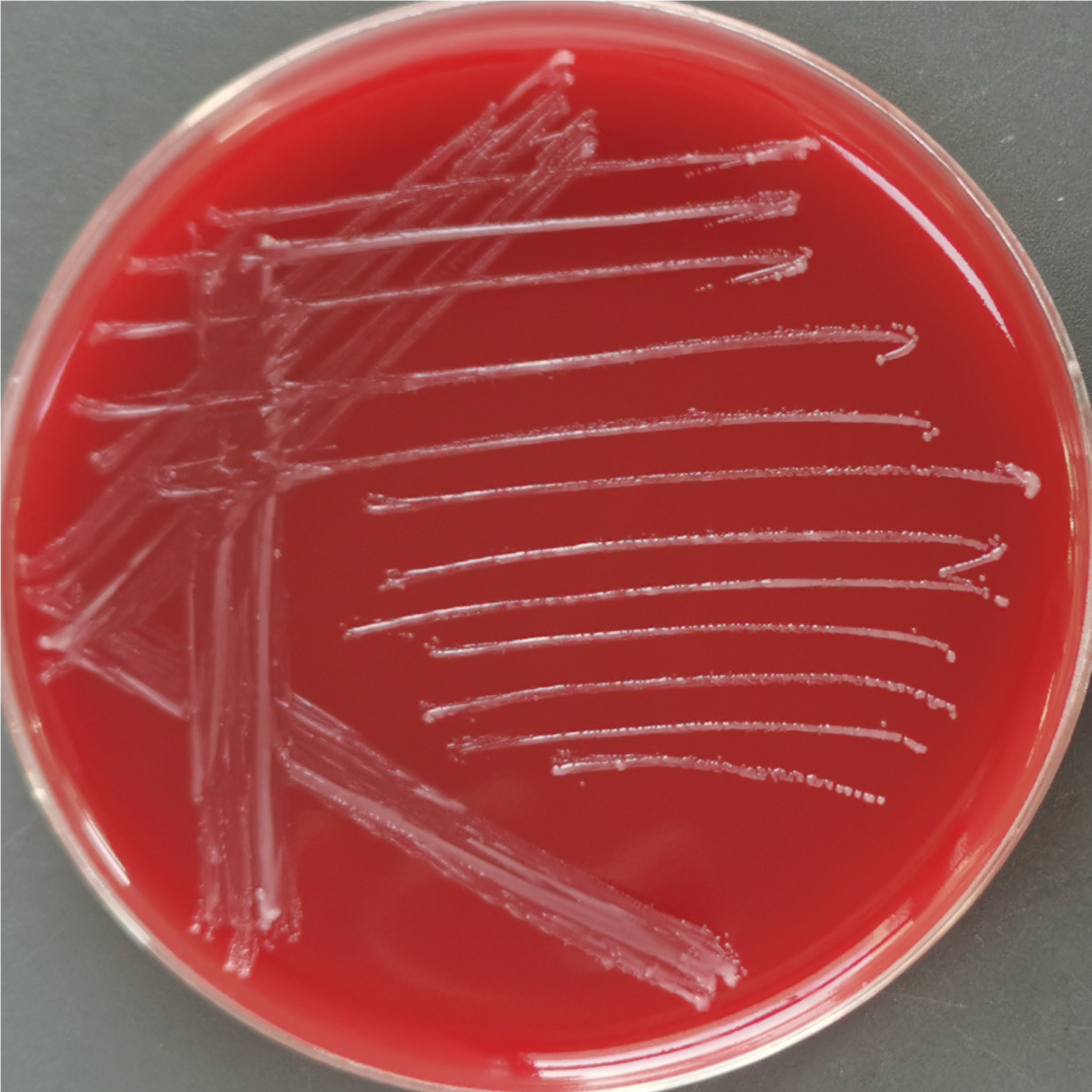 Bacteroides salina-BNCC