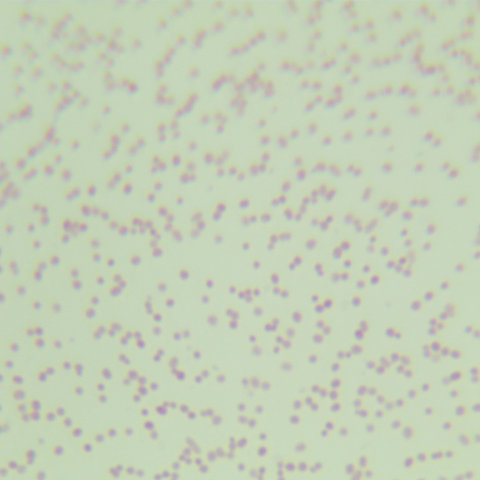 Bacteroides salina-BNCC