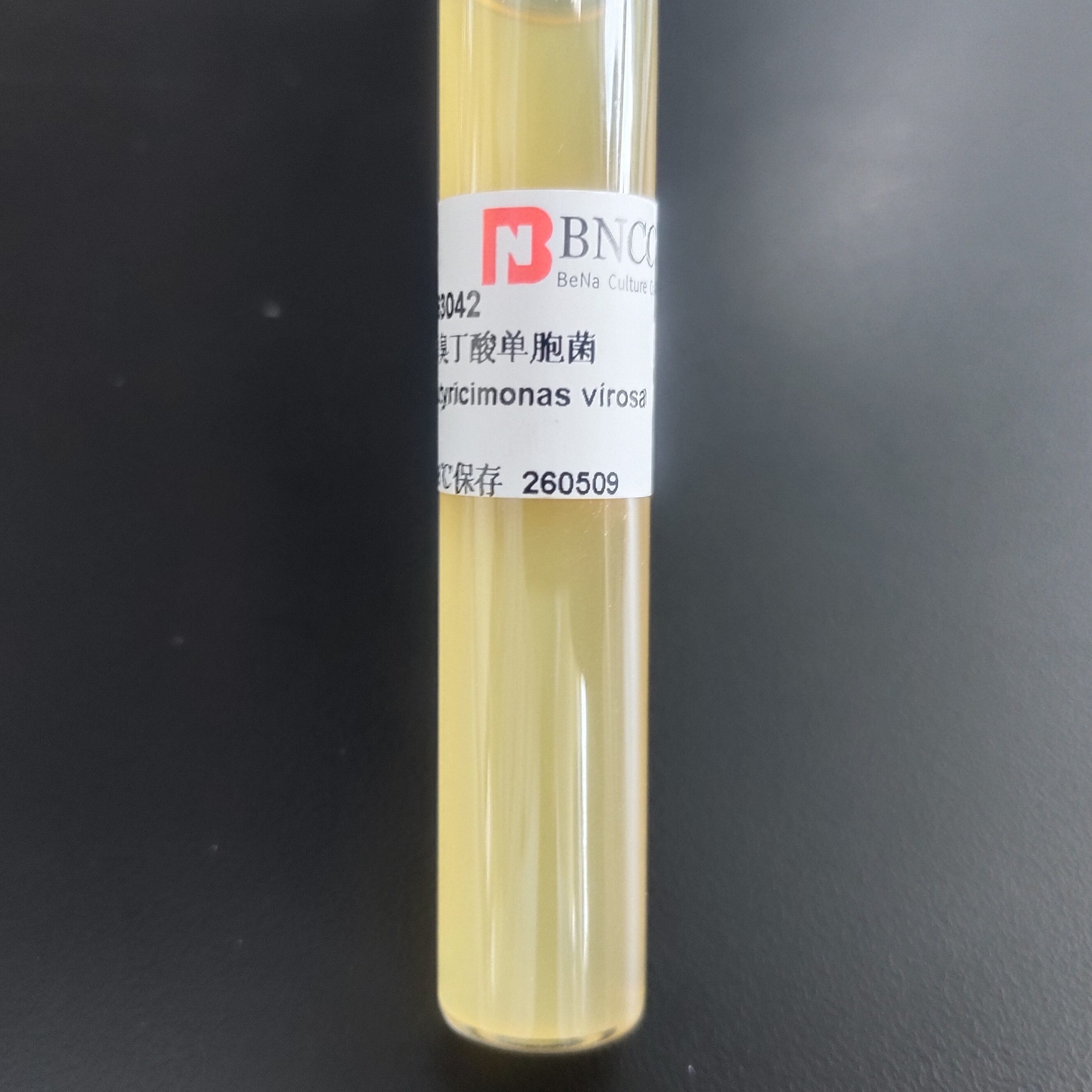 Odorous Butyricimonas-BNCC