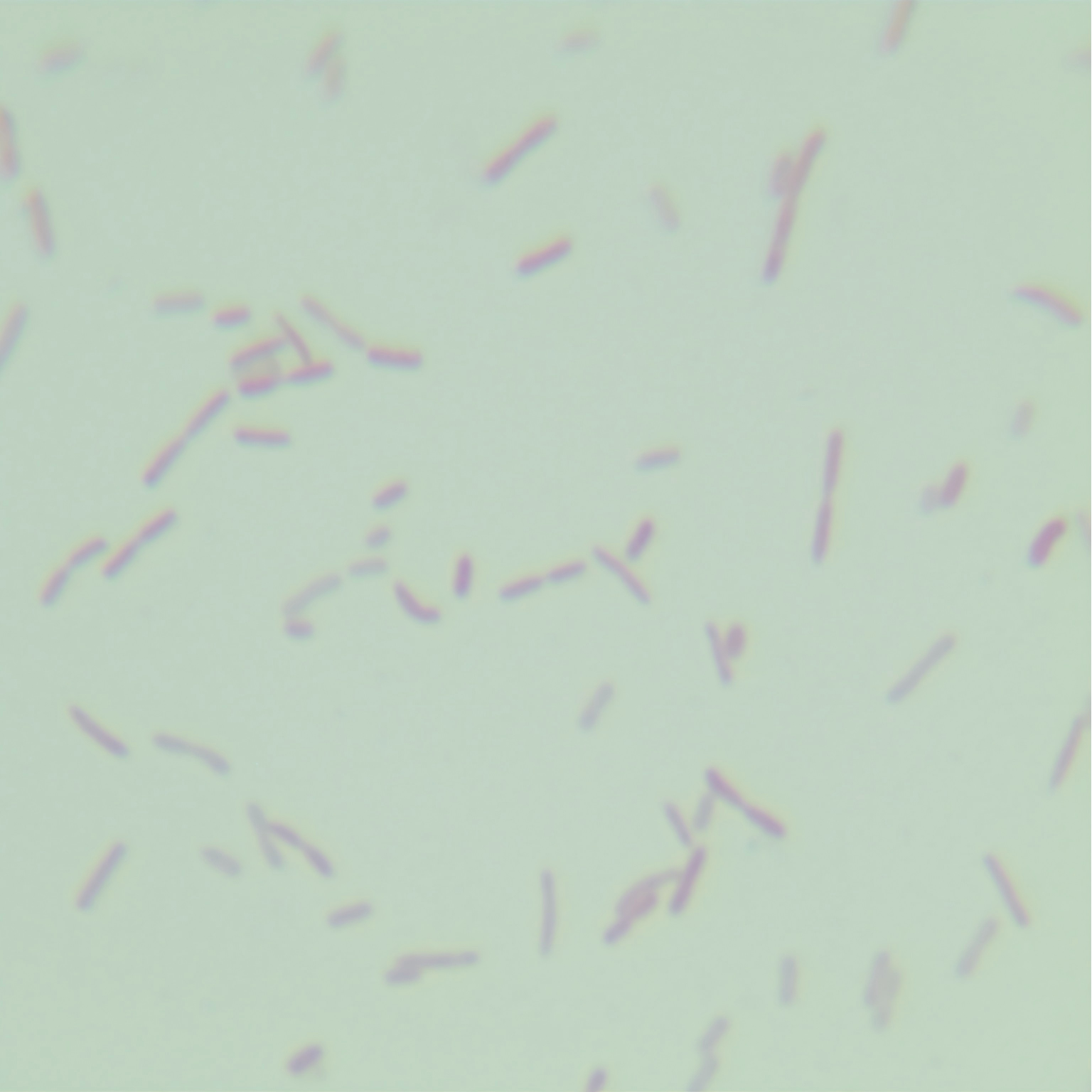 Lazy Desulfovibrio-BNCC