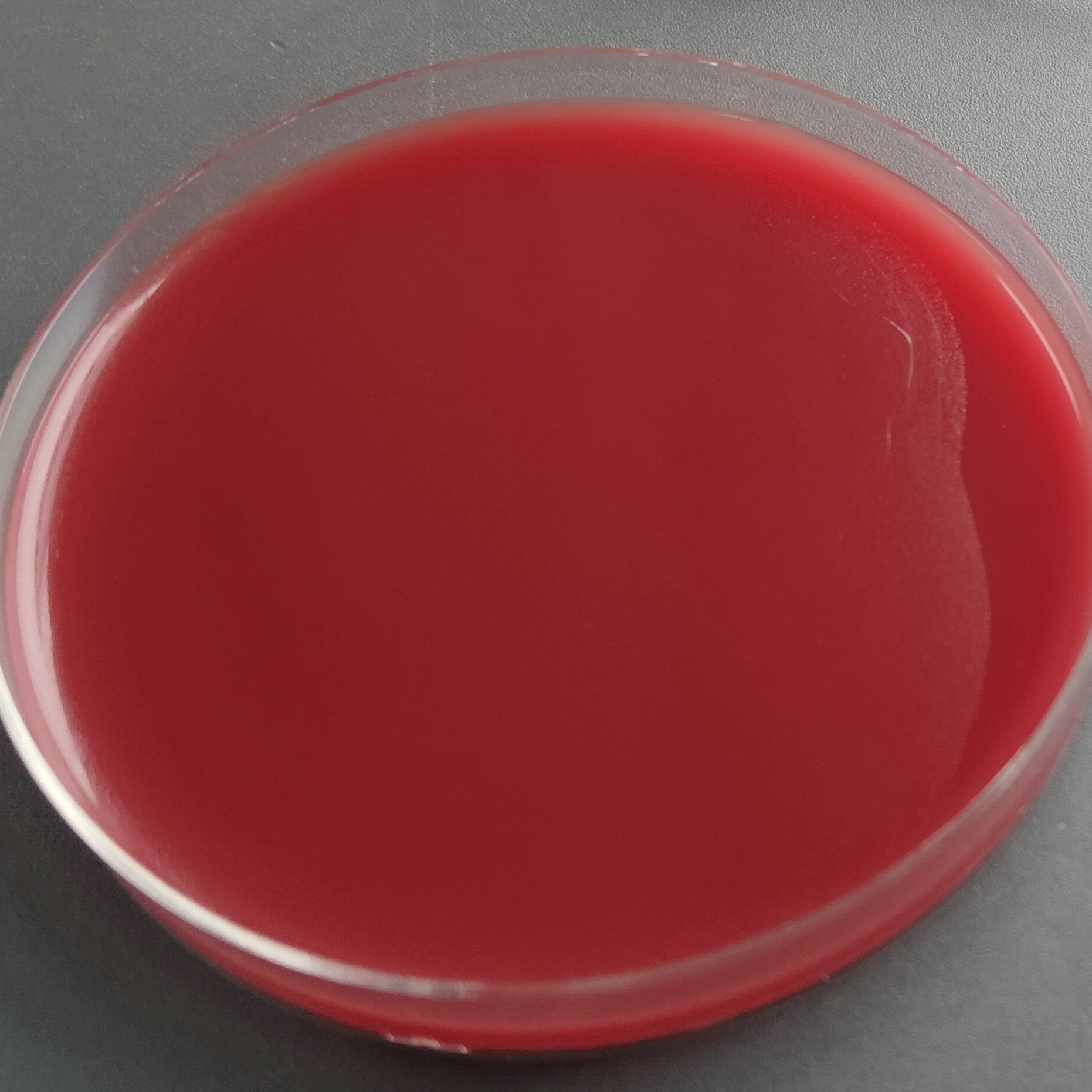 Lazy Desulfovibrio-BNCC