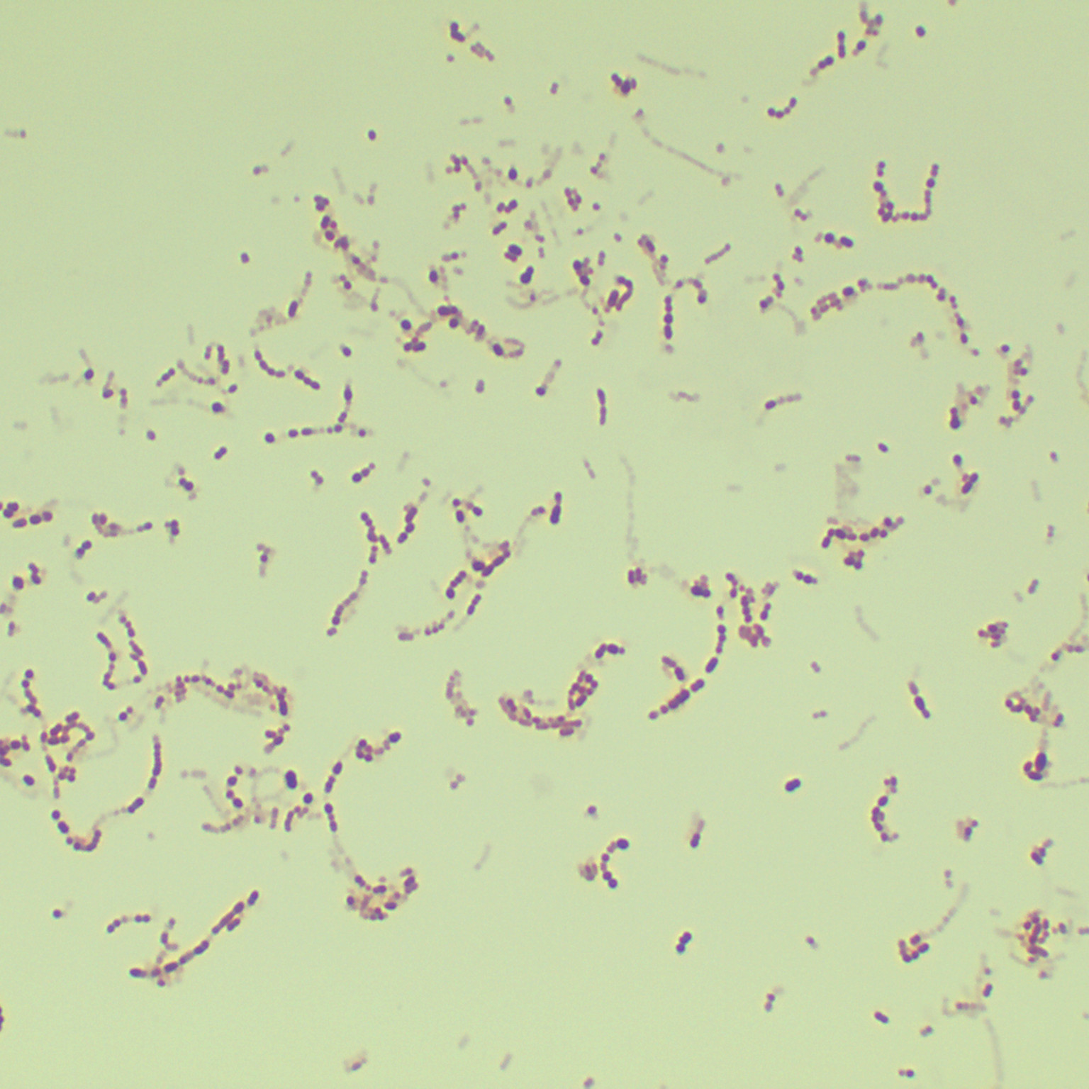 Escherichia coli-BNCC