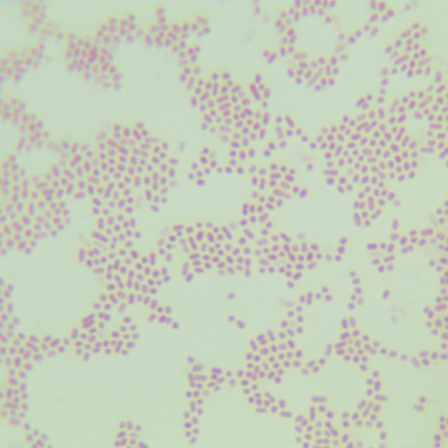 Duck type chicken bacillus-BNCC