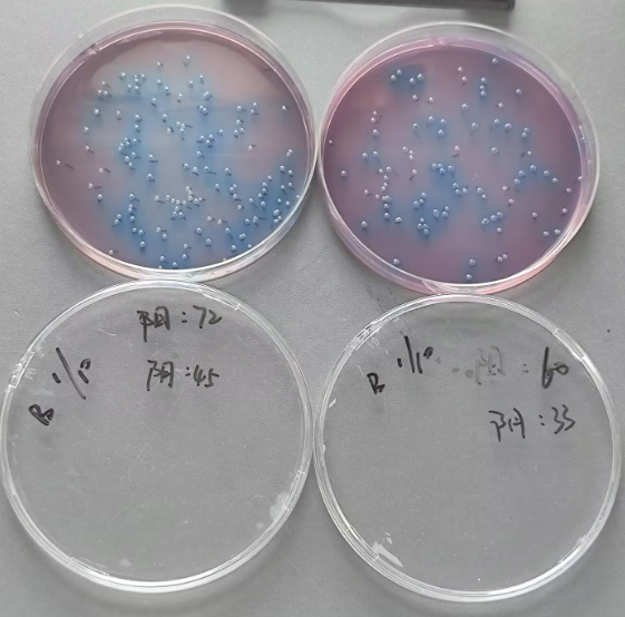 Seawater Fecal Coliform Quality Control Sample (Membrane Filtration Method)-BNCC