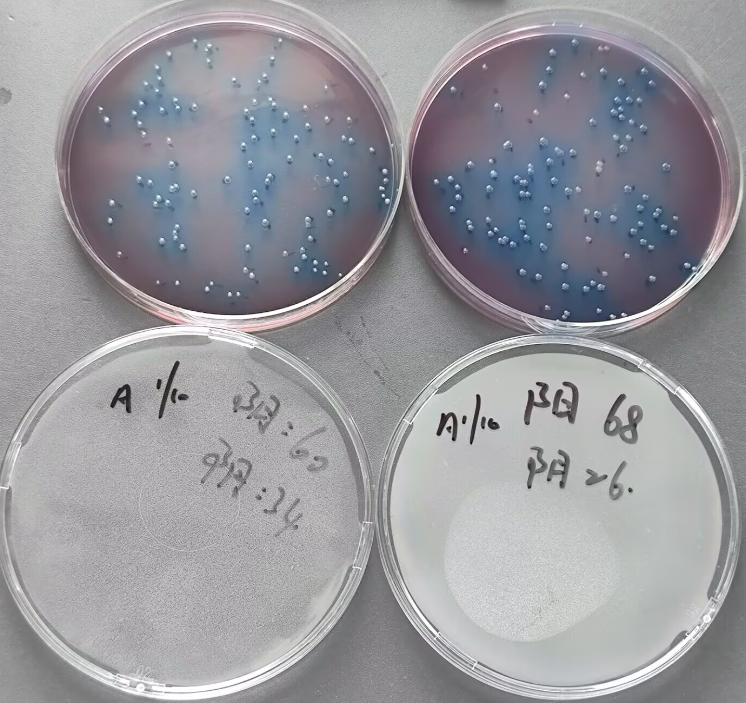 Seawater Fecal Coliform Quality Control Sample (Membrane Filtration Method)-BNCC