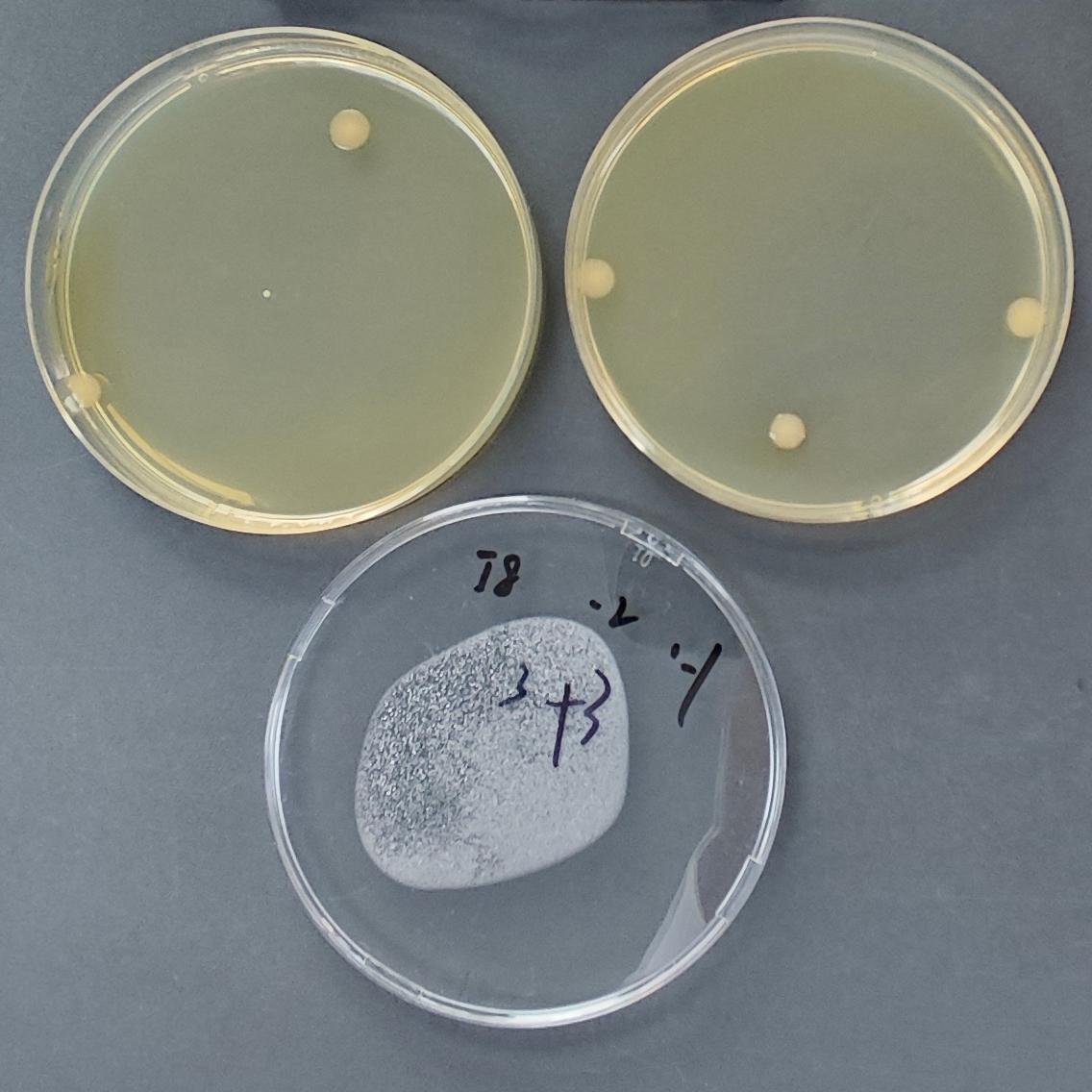 Quality control sample of total coliform bacteria in seawater (filter membrane method)-BNCC