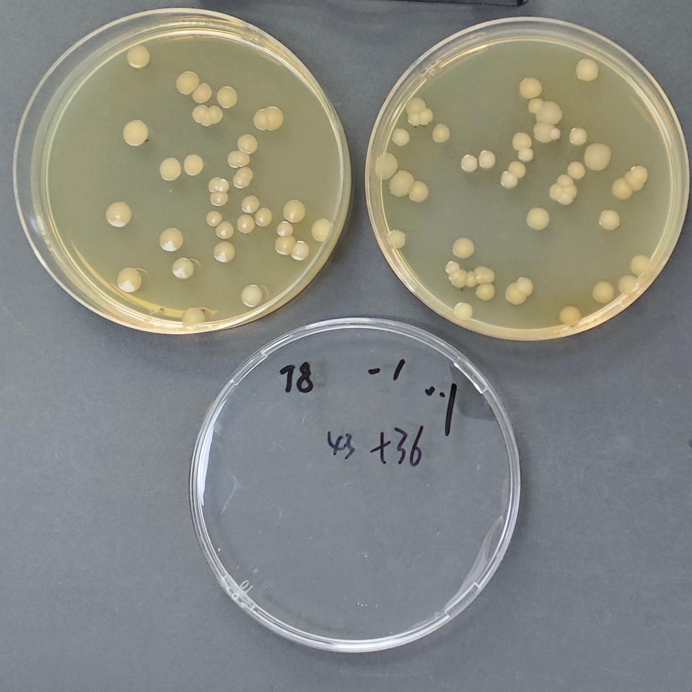 Quality control sample of total coliform bacteria in seawater (filter membrane method)-BNCC
