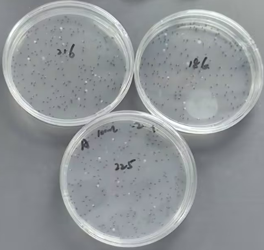Quality control sample of total bacterial count in seawater-BNCC