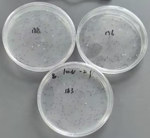 Quality control sample of total bacterial count in seawater-BNCC