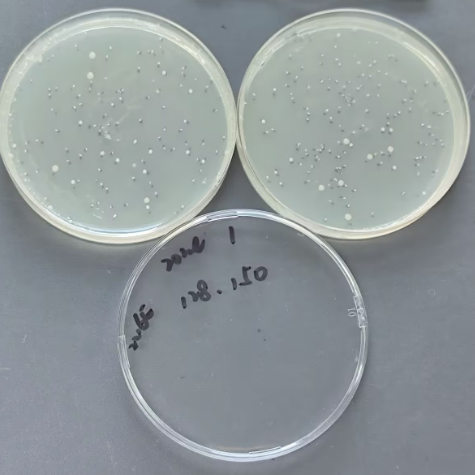 Total Colony Count Quality Control Sample for Seawater-BNCC
