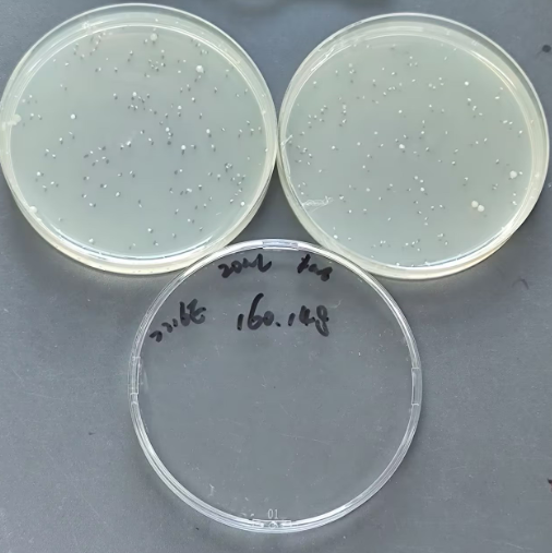 Total Colony Count Quality Control Sample for Seawater-BNCC