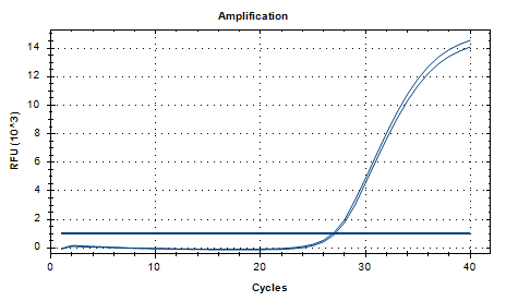 Dry Neisseria DNA standard-BNCC