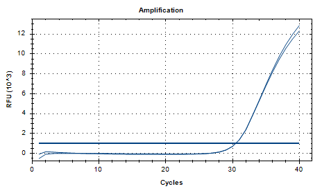 Dry Neisseria DNA standard-BNCC